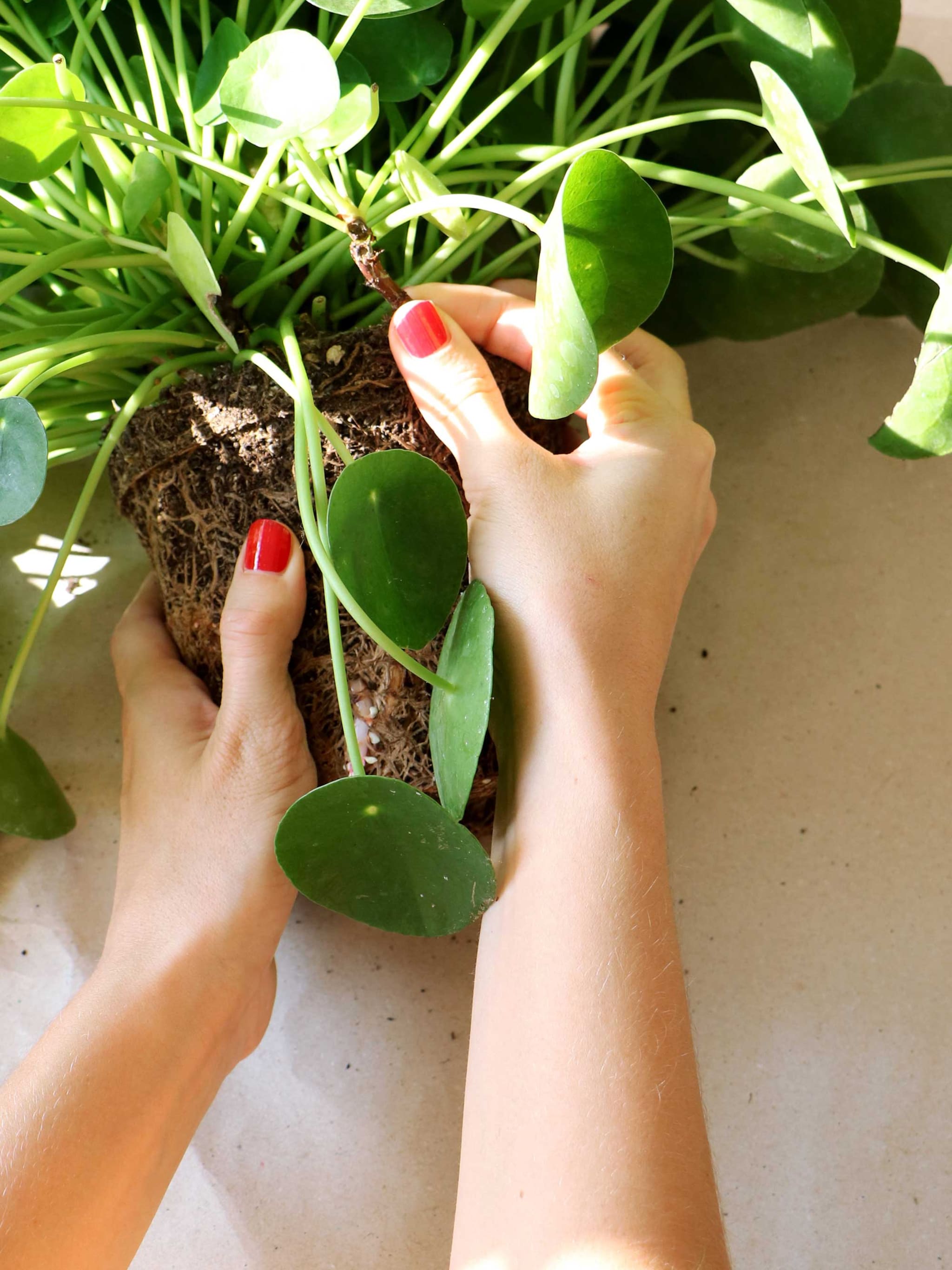 hot topic de pilea