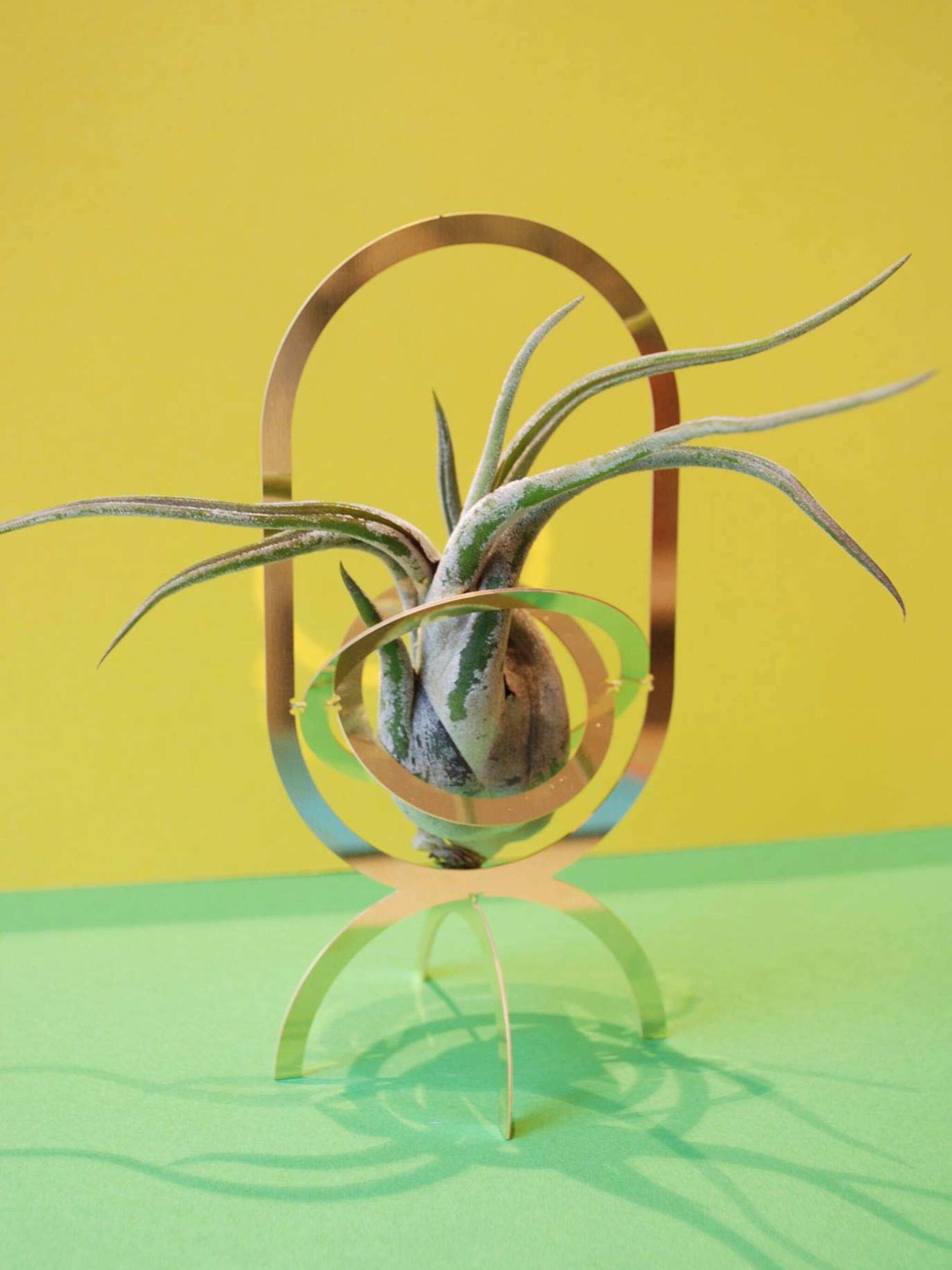 levende kunst met tillandsia