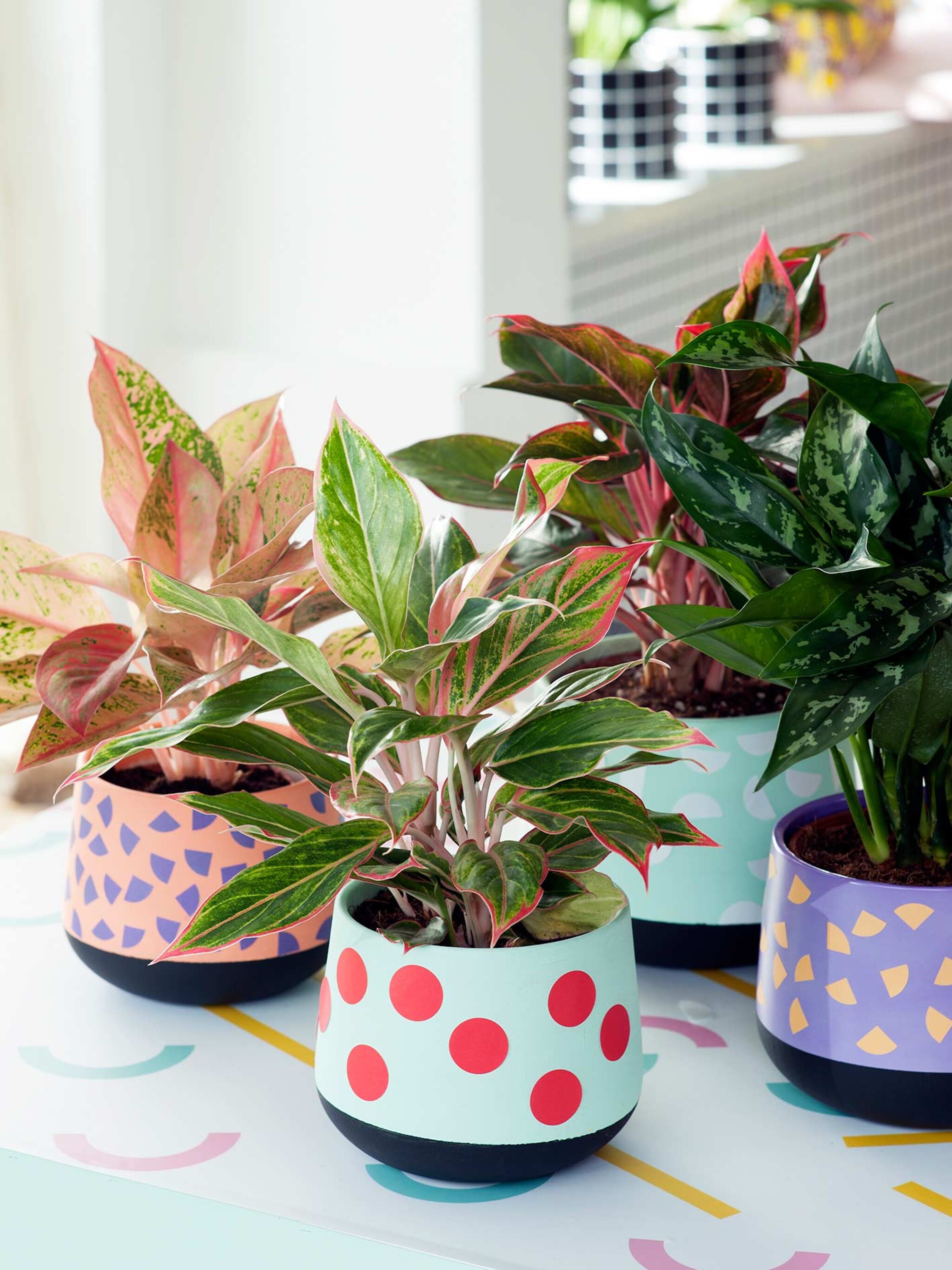 vrolijke plantenpot met stippen