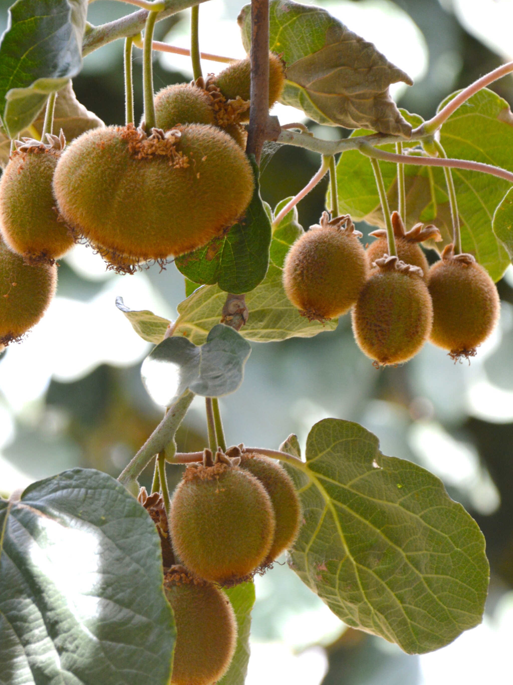 kiwi s uit eigen tuin