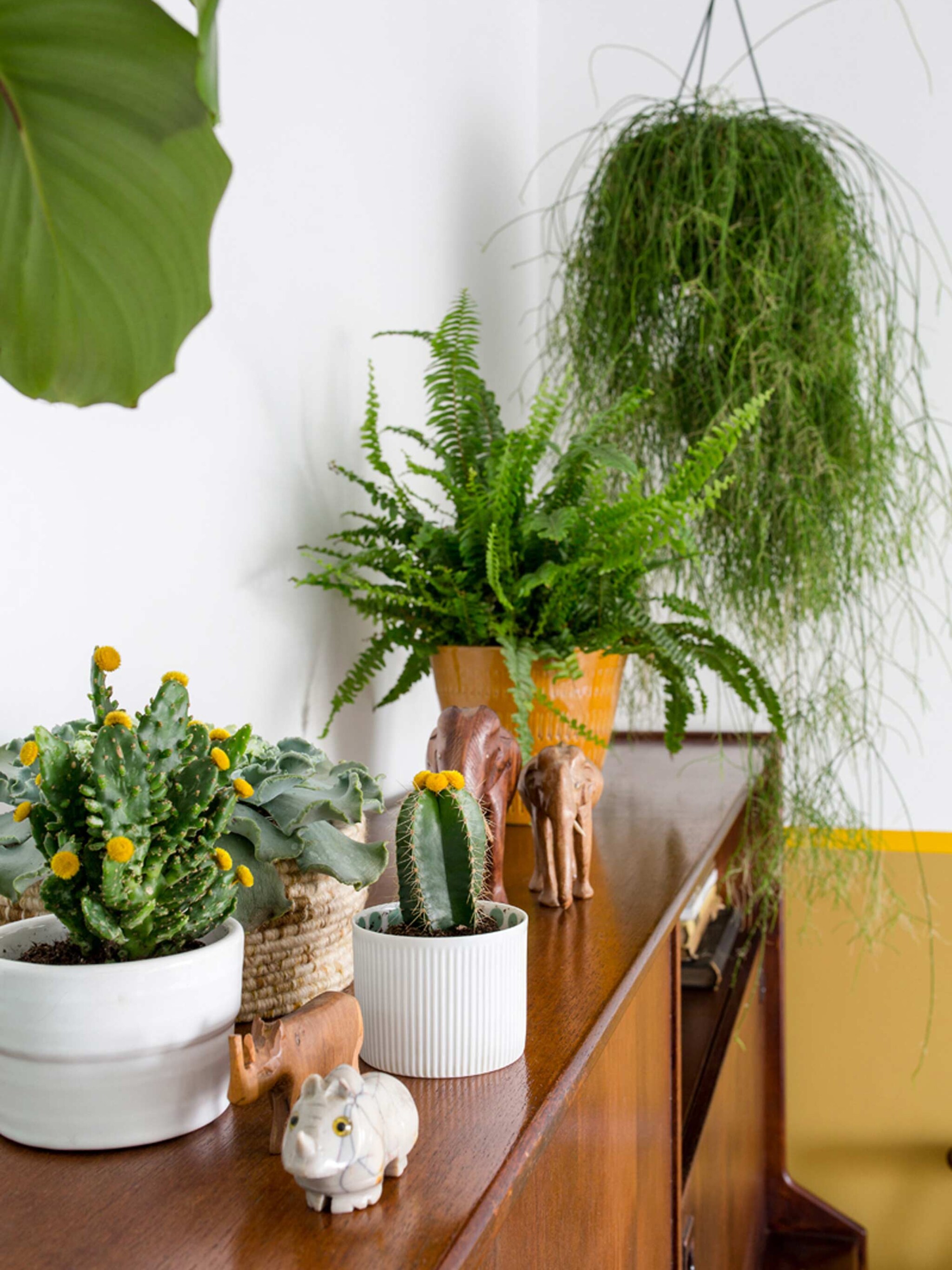 het urban jungle boek