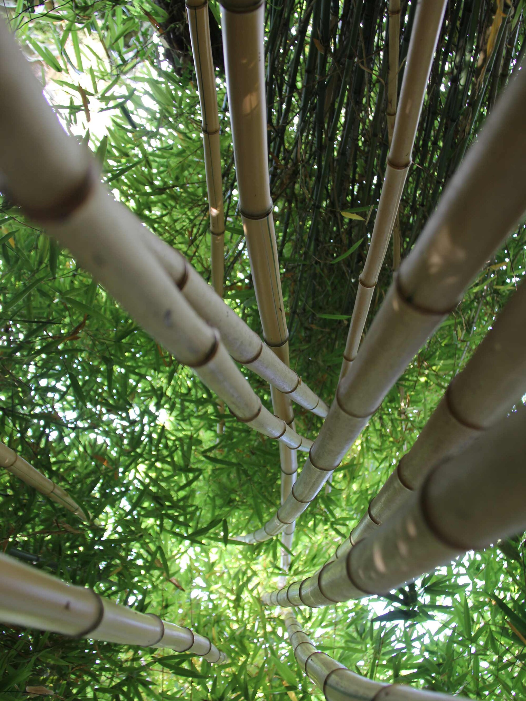 exotisch paradijs in eigen tuin