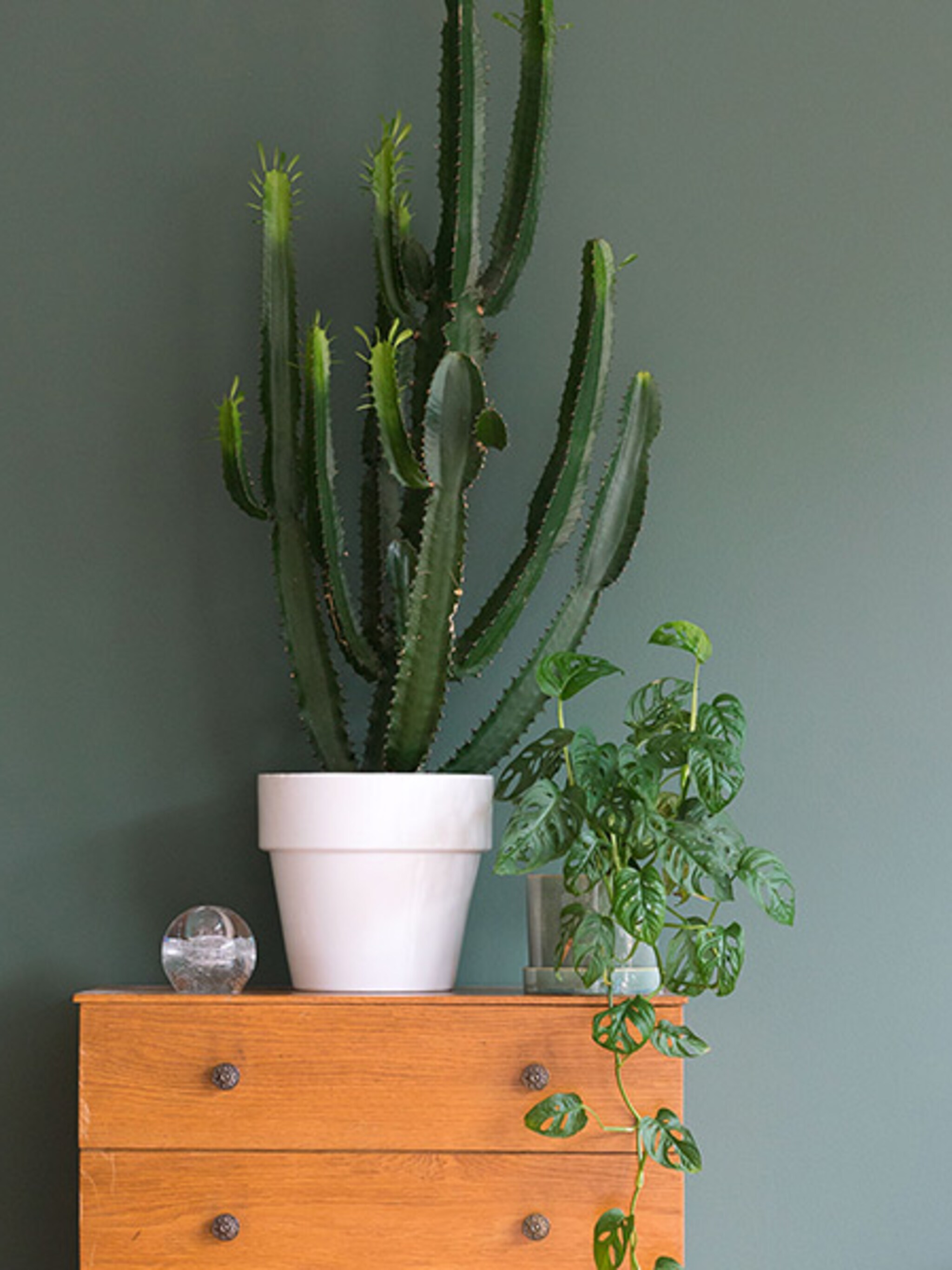 projecthometobe 2 gezelligheid met planten