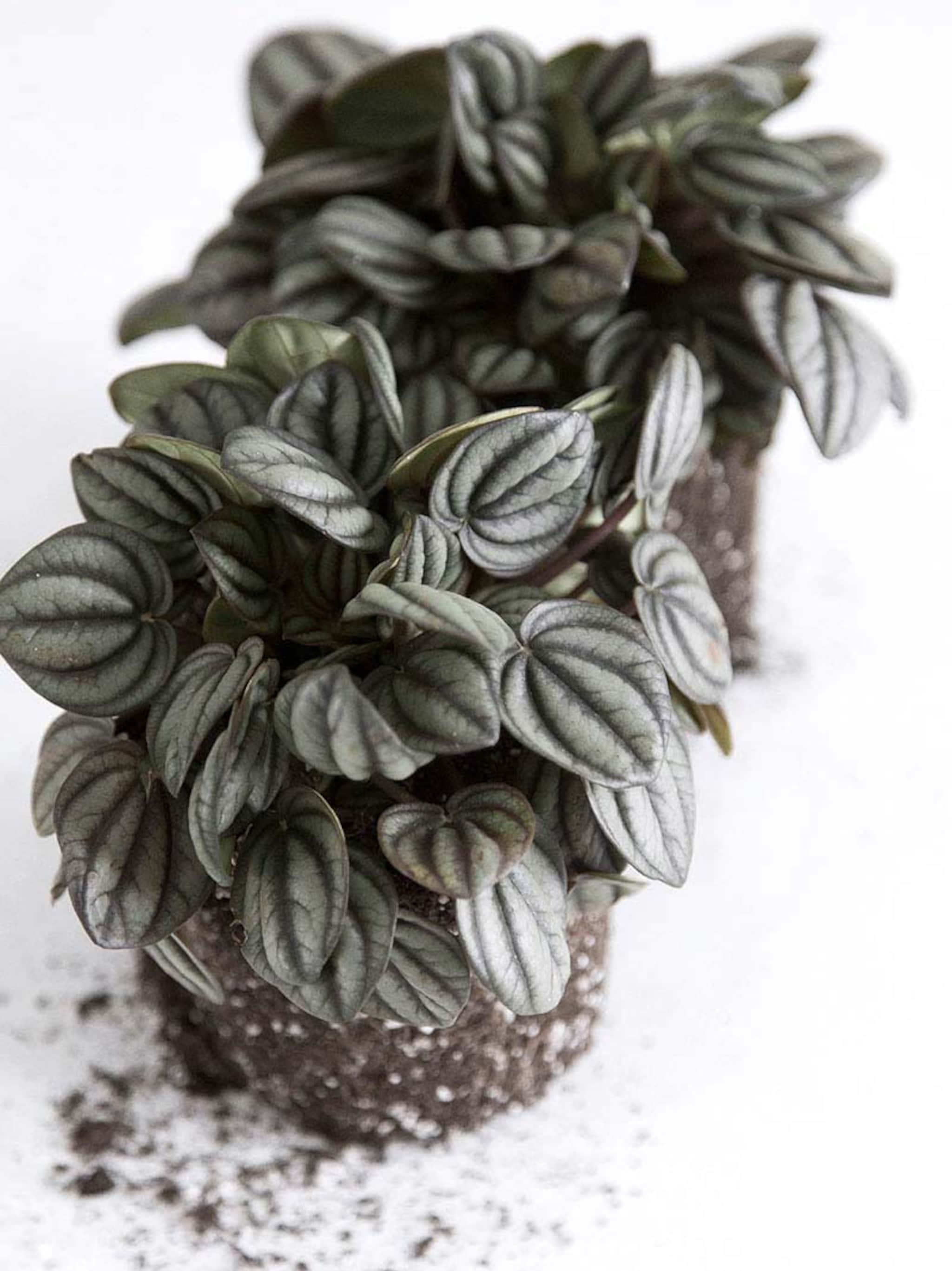 diy peperomia plantenpot van beeldsteil