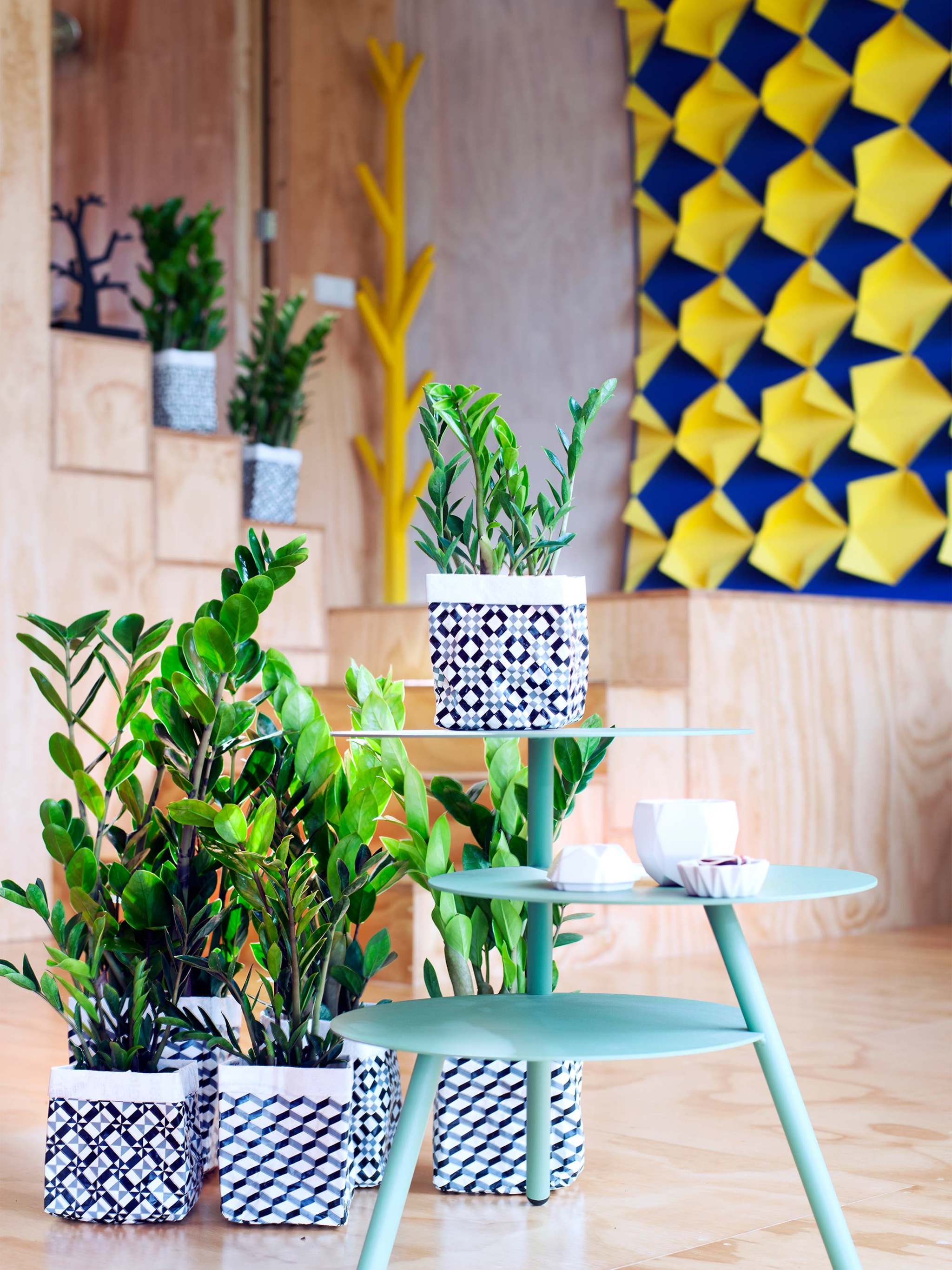 woonplant van de maand juni zamioculcas