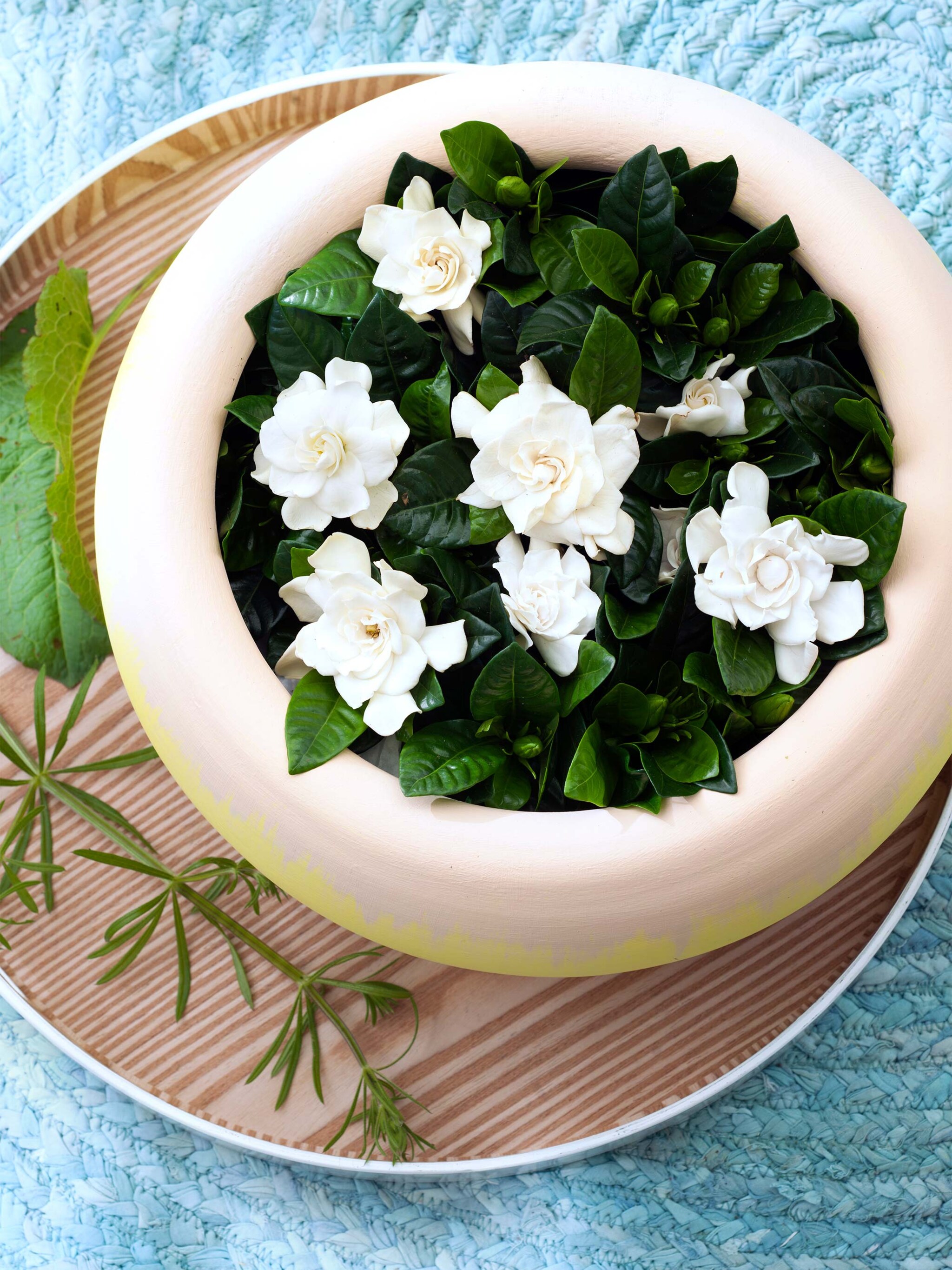 woonplanten van de maand maart witte ruikers