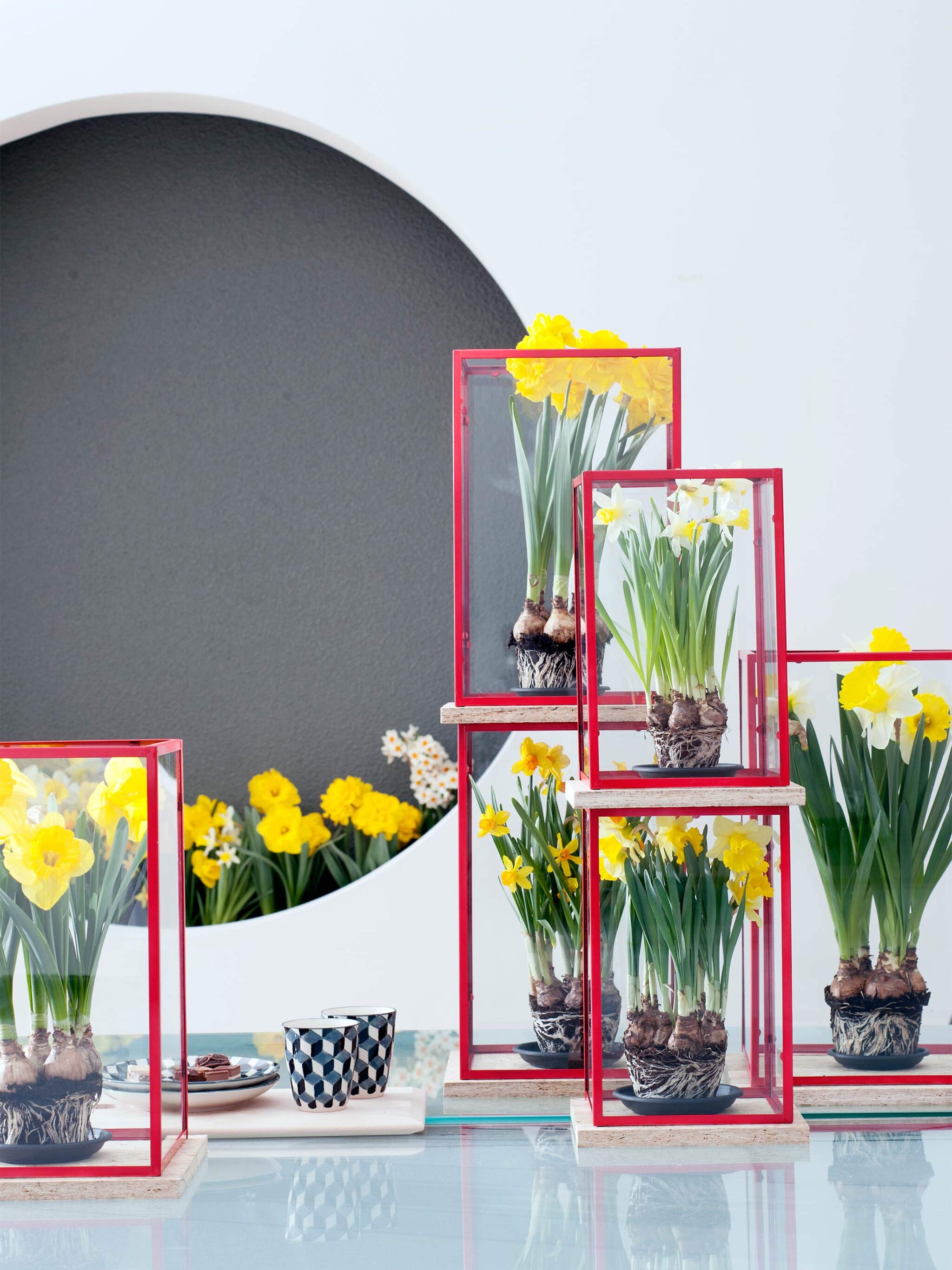 woonplant van de maand februari narcis