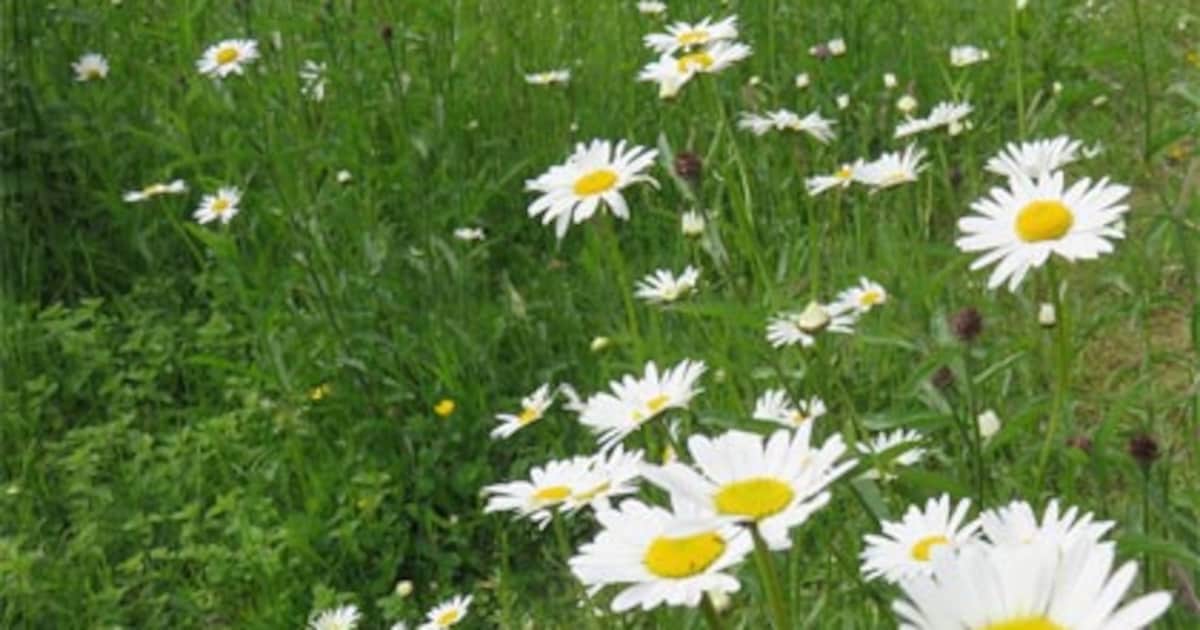 Kiezen voor een ecologisch gazon | vtwonen