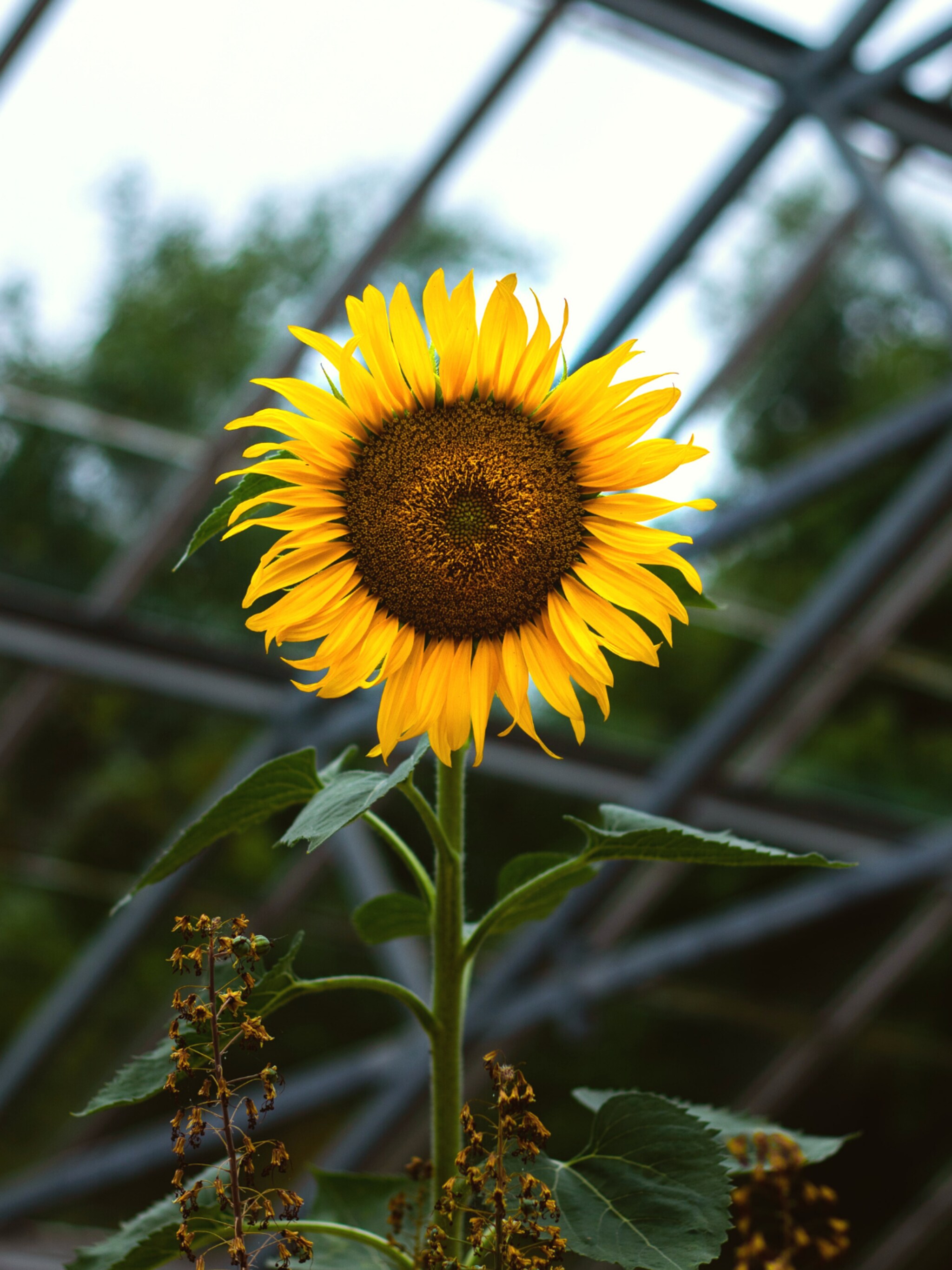 het zonnetje in de tuin aan de slag met zonnebloemen zaaien