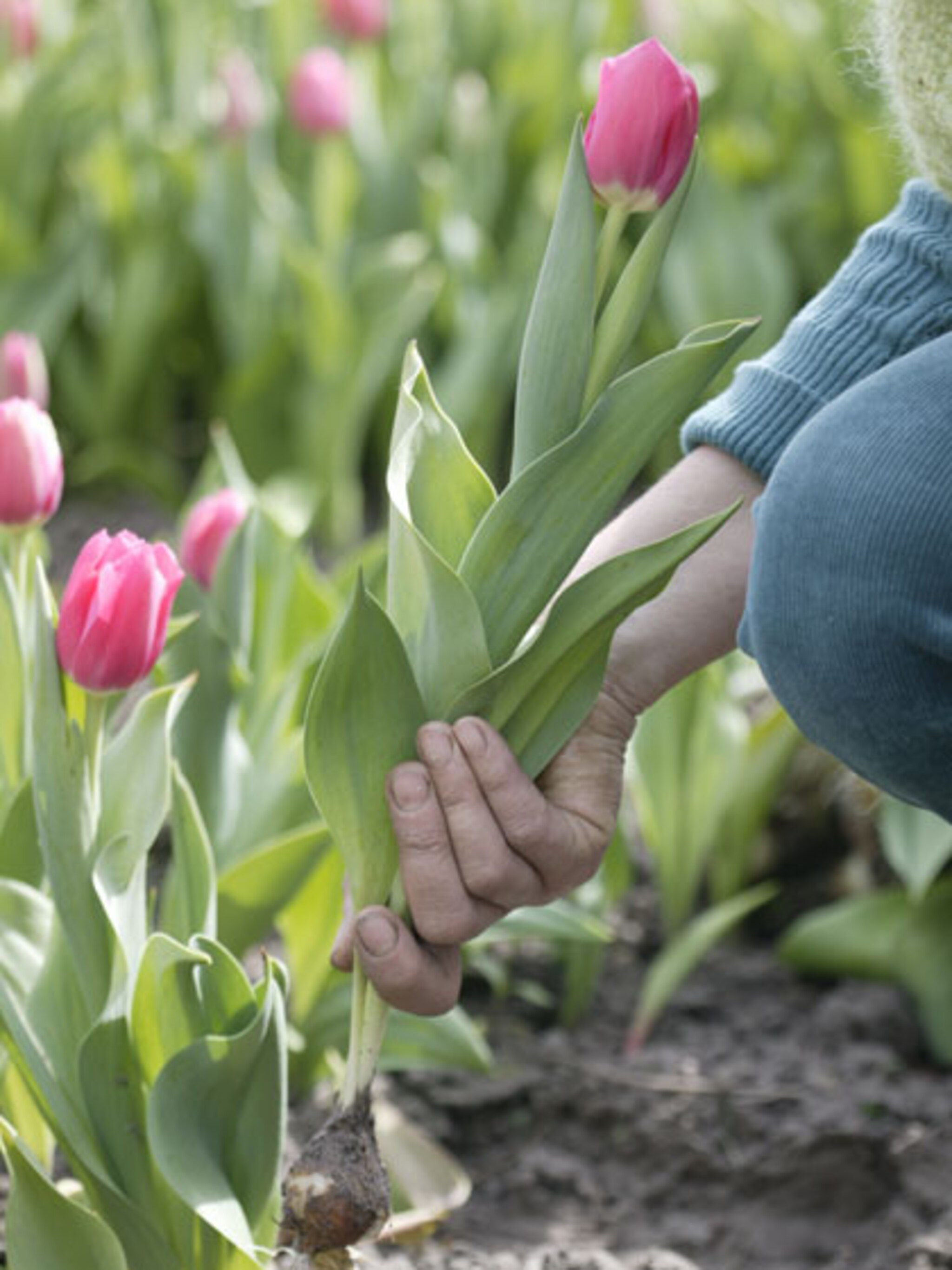 tulpen planten