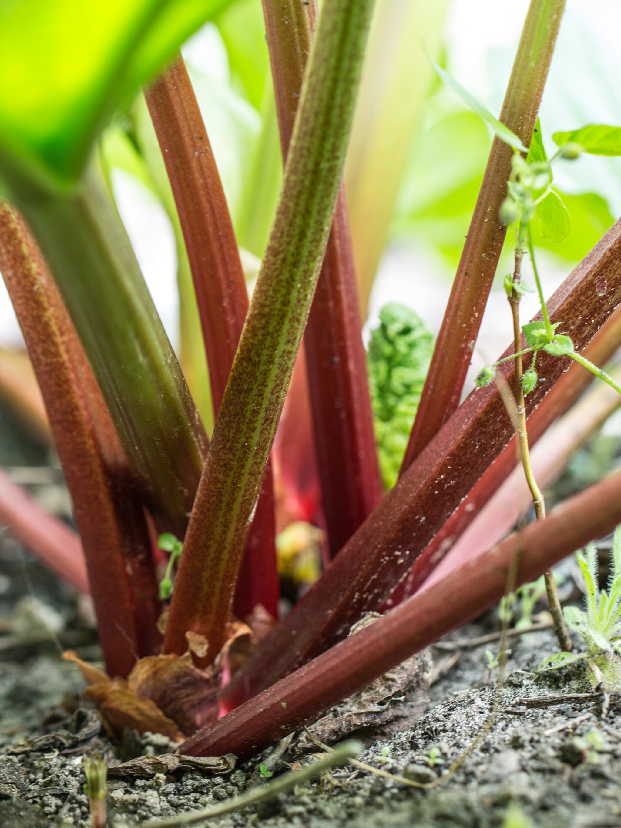 zo kun je rabarber kweken in de tuin