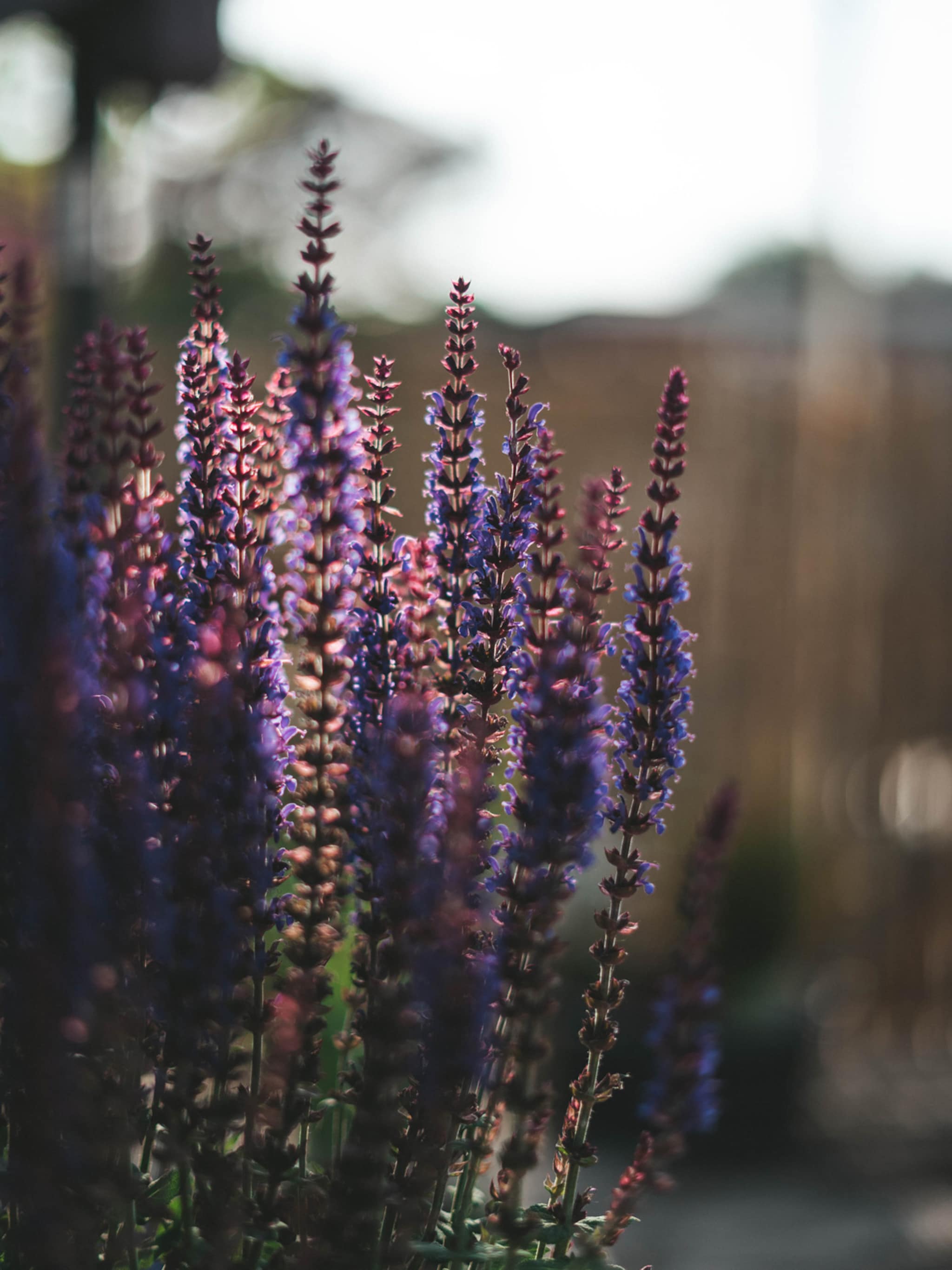 geef de herfsttuin kleur met najaarsbloeiers dit moet je weten