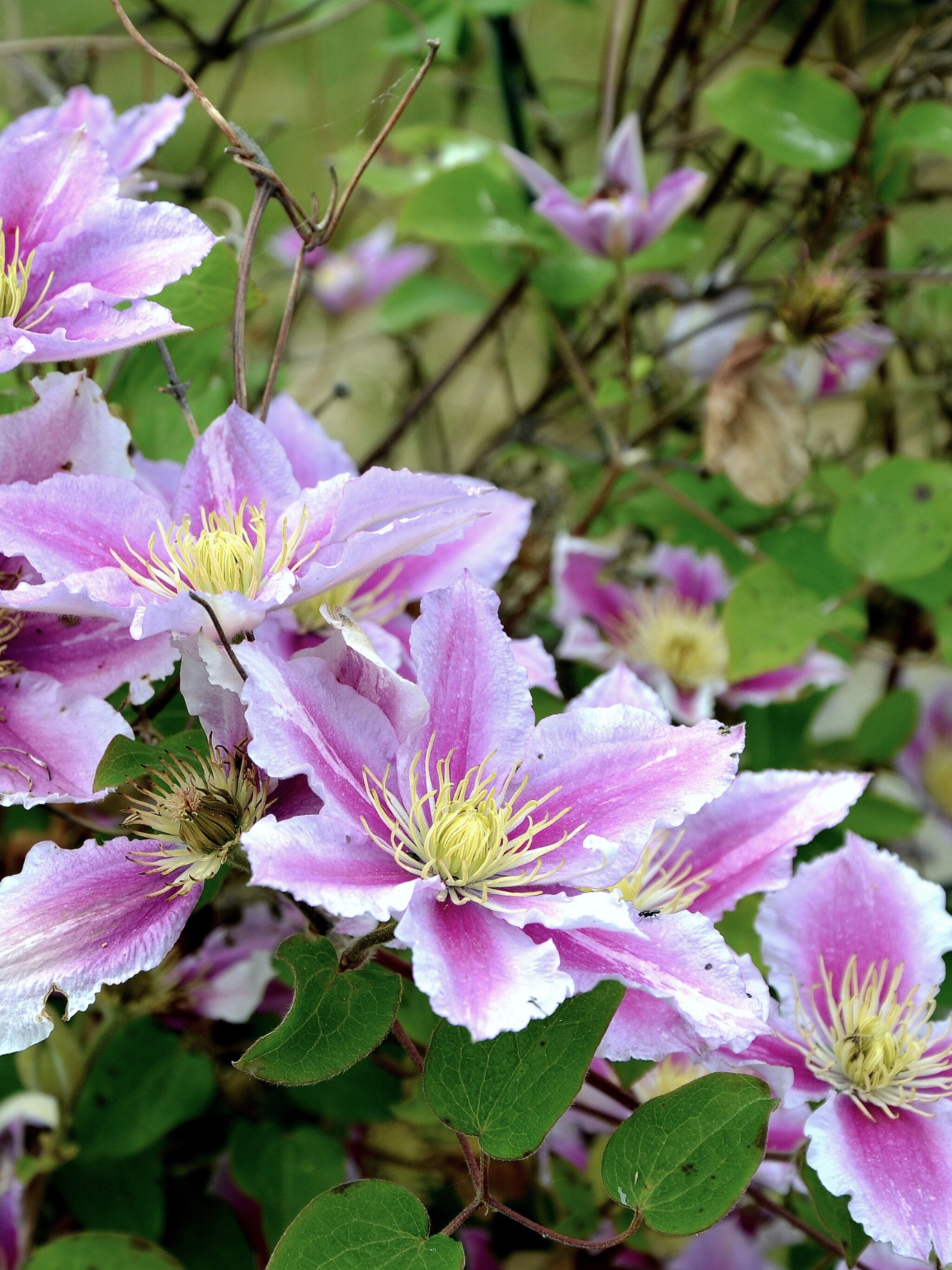hoe en wanneer moet je de clematis snoeien