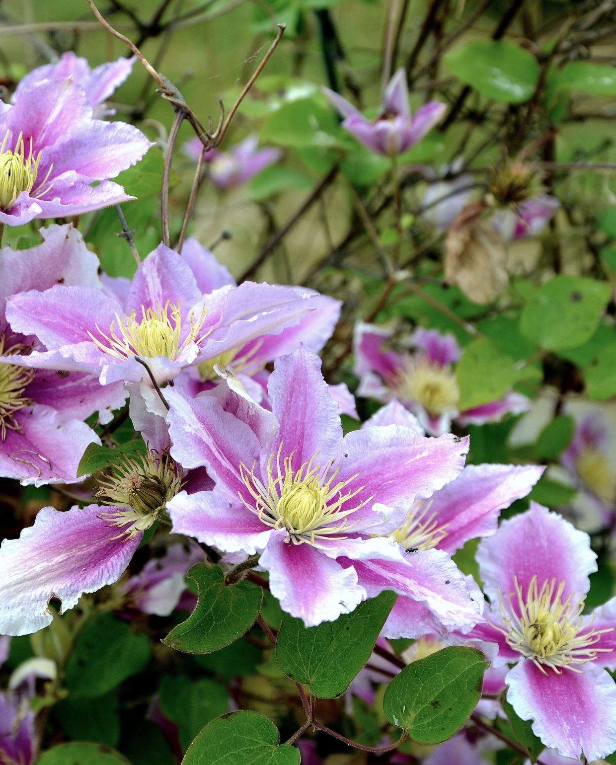 Clematis vtwonen