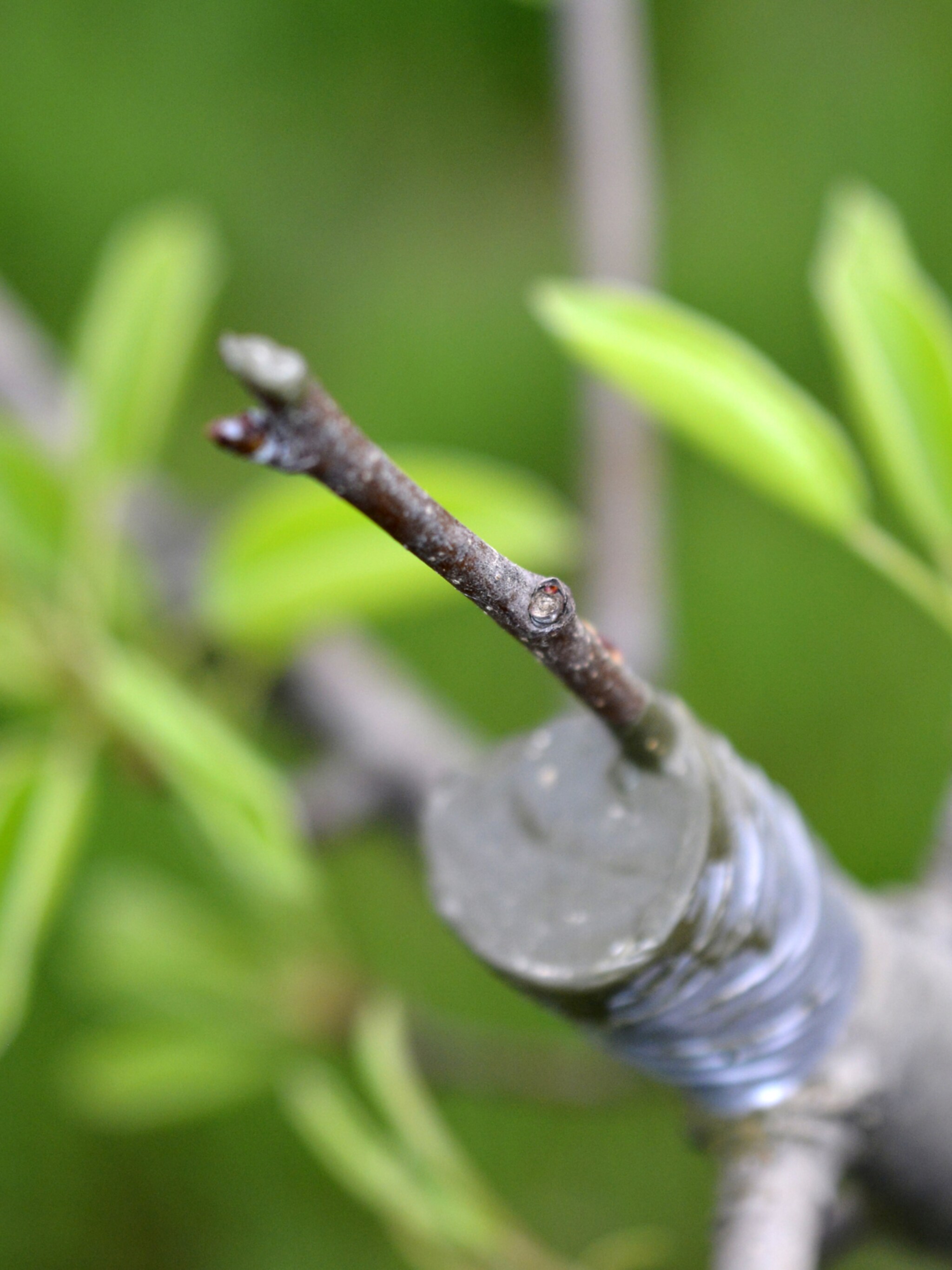 hoe moet je planten en bomen enten