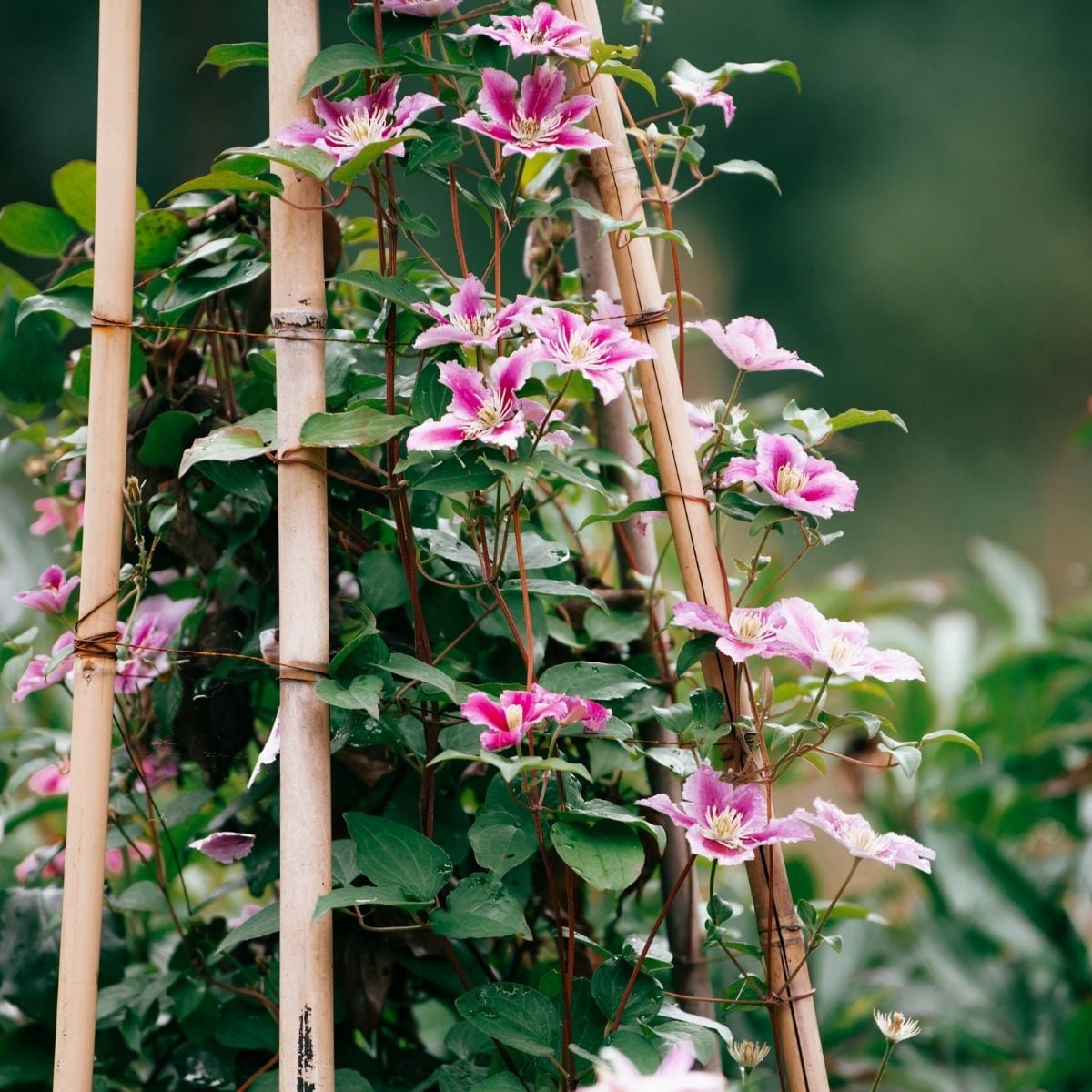 Clematis vtwonen