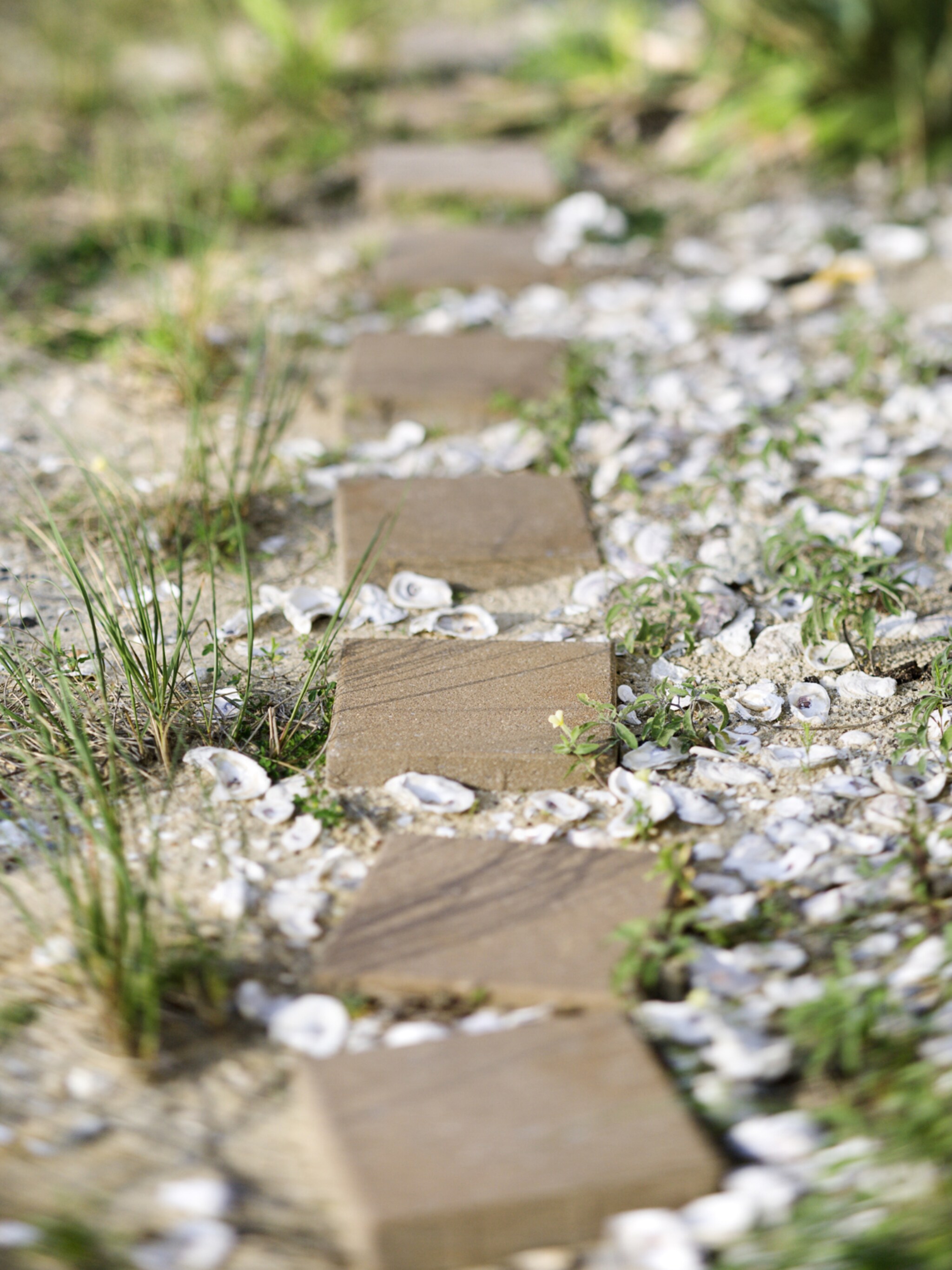 schelpen in de tuin gebruiken