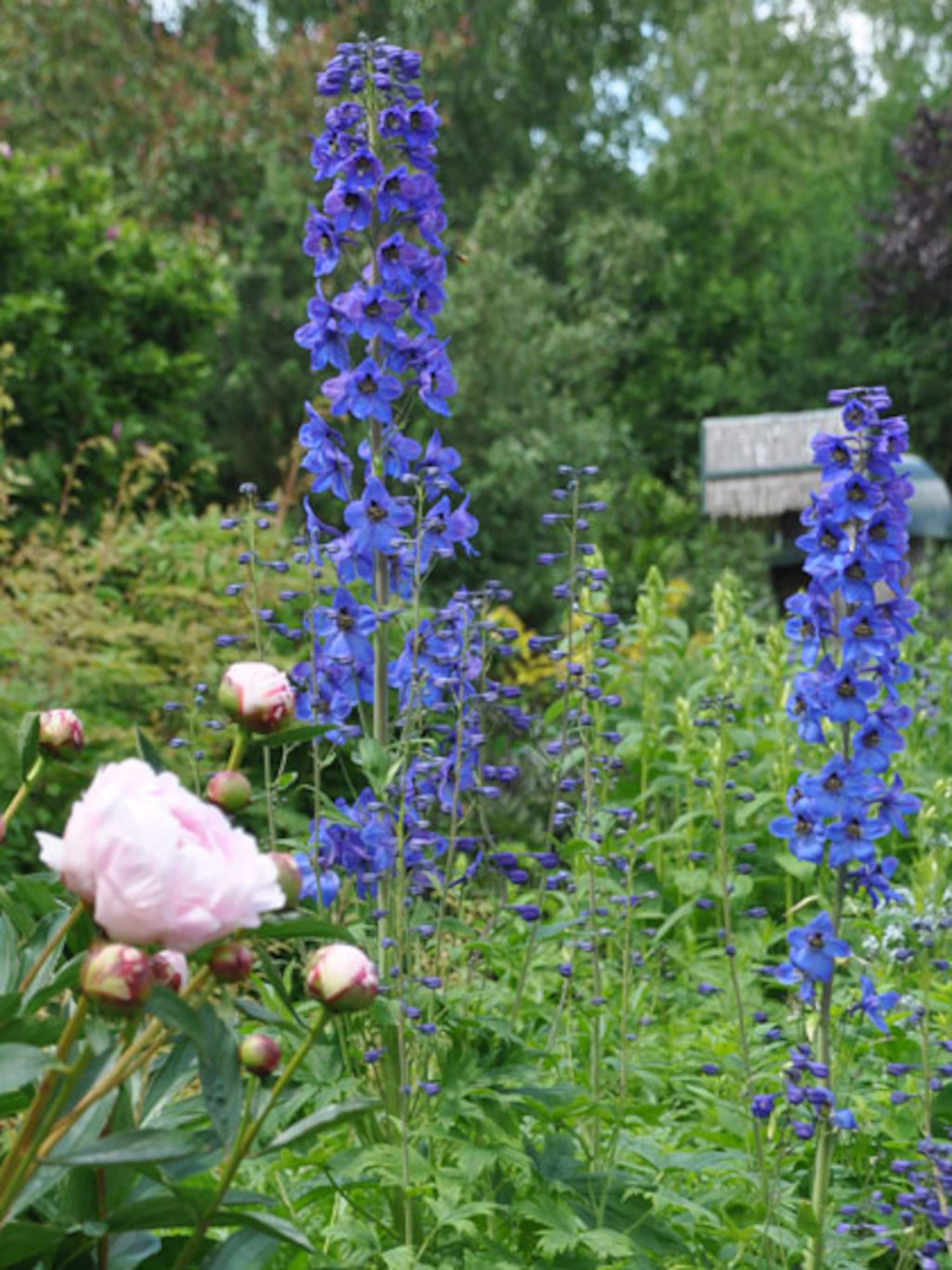 vaste snijbloemen