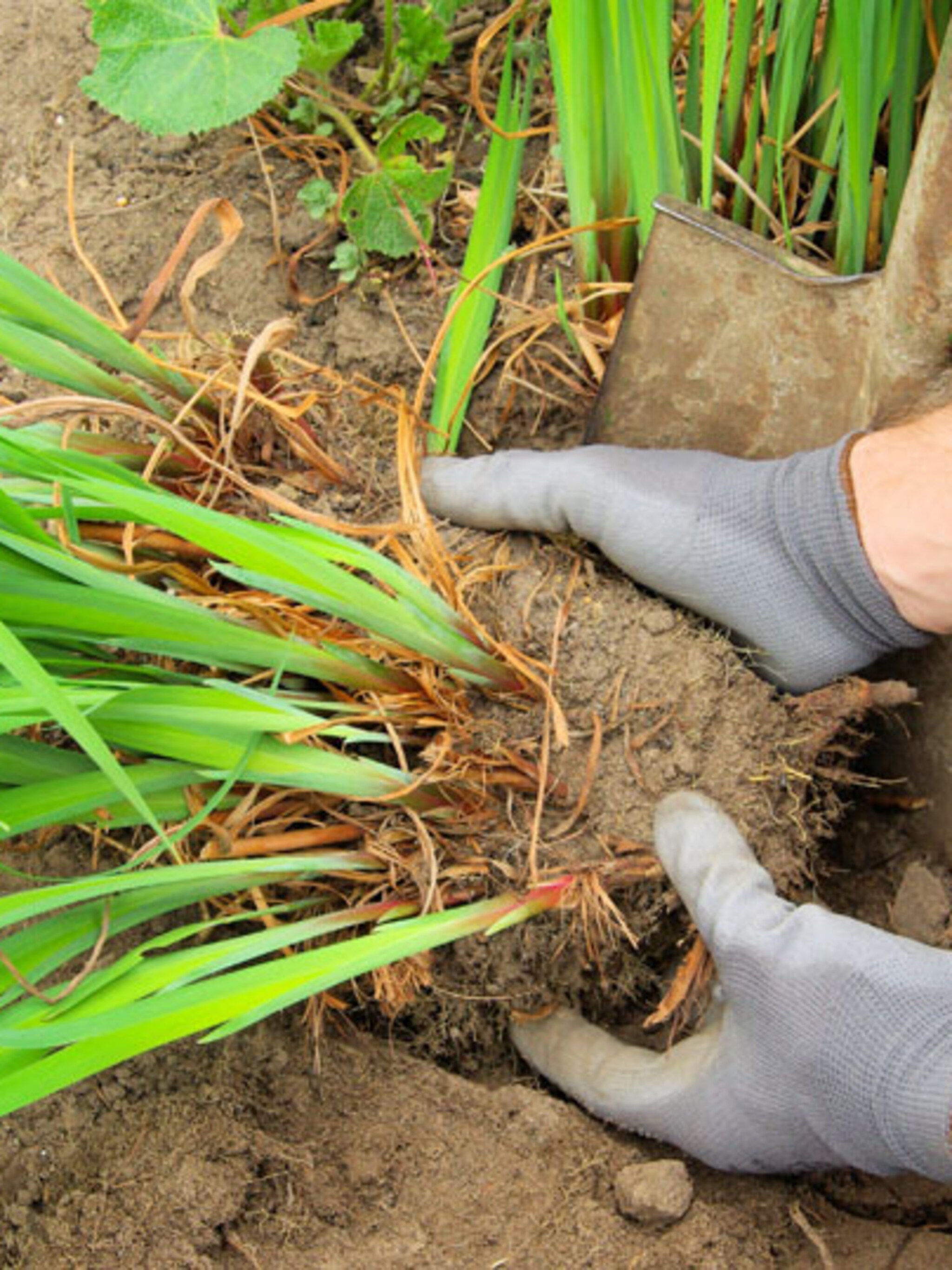 planten delen