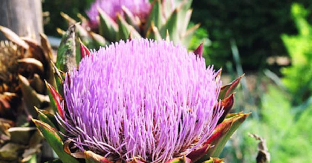 Artisjok kweken in je tuin | vtwonen