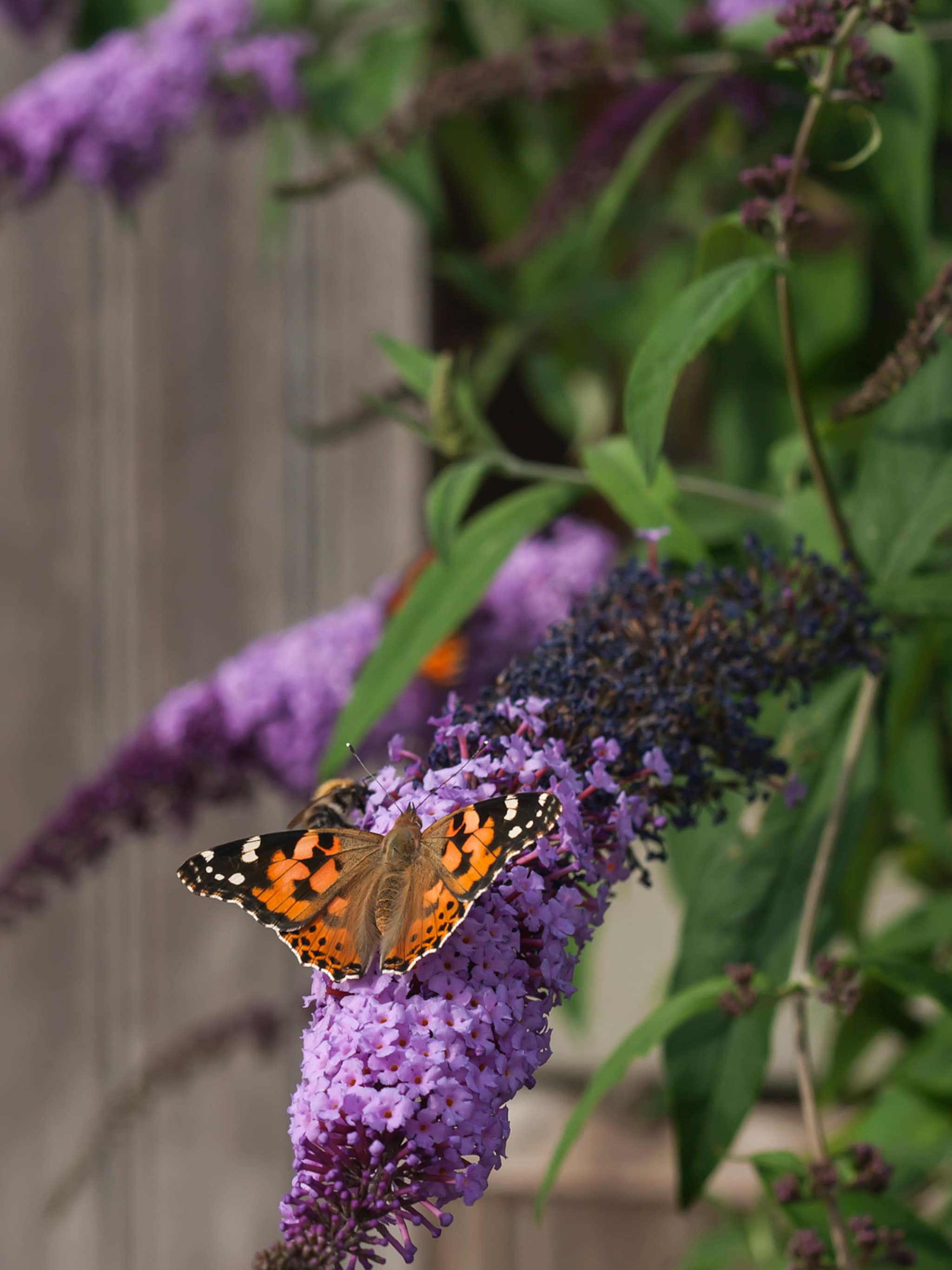 vlinderstruik planten in de tuin