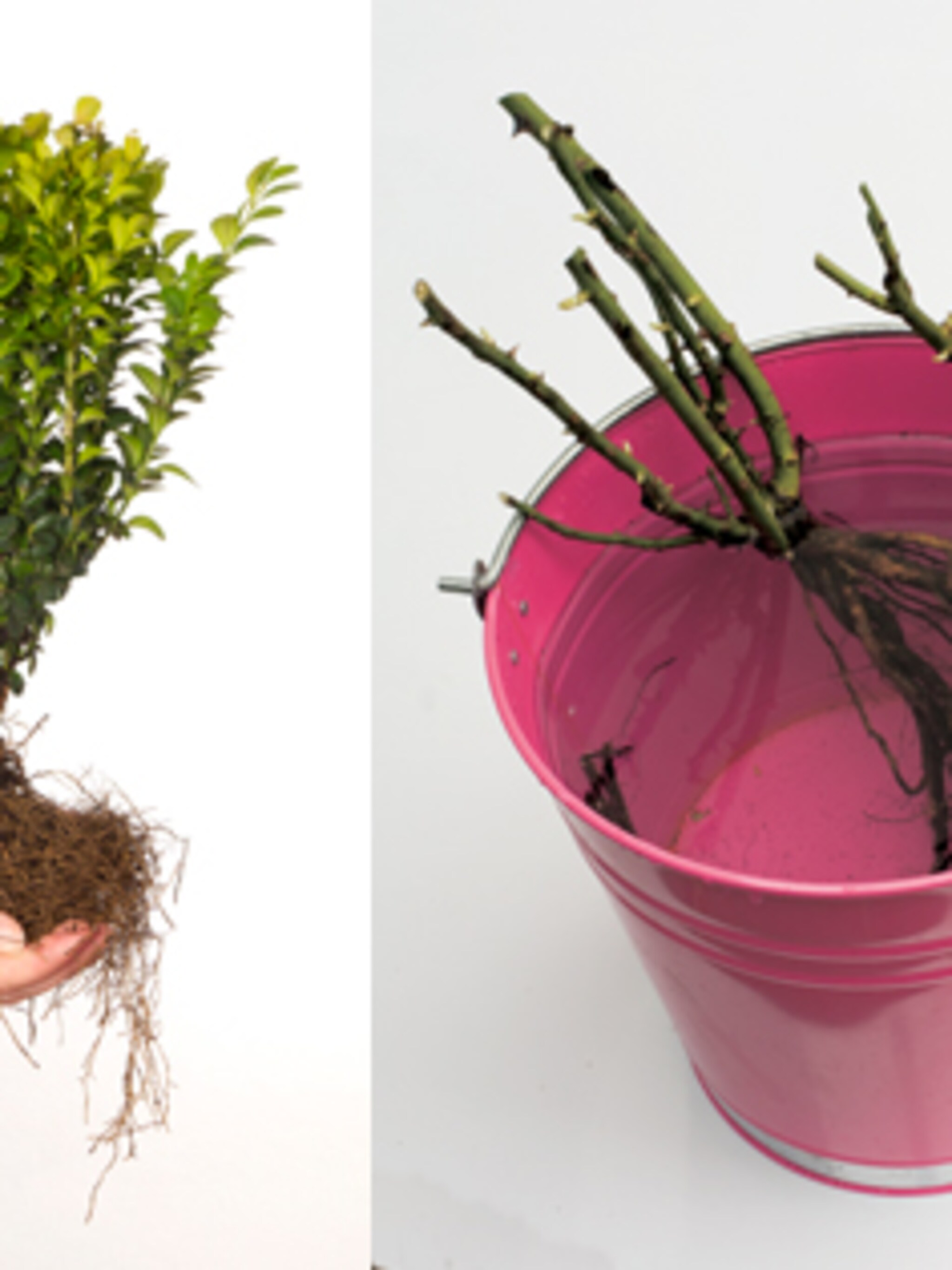 heesters met kale wortels