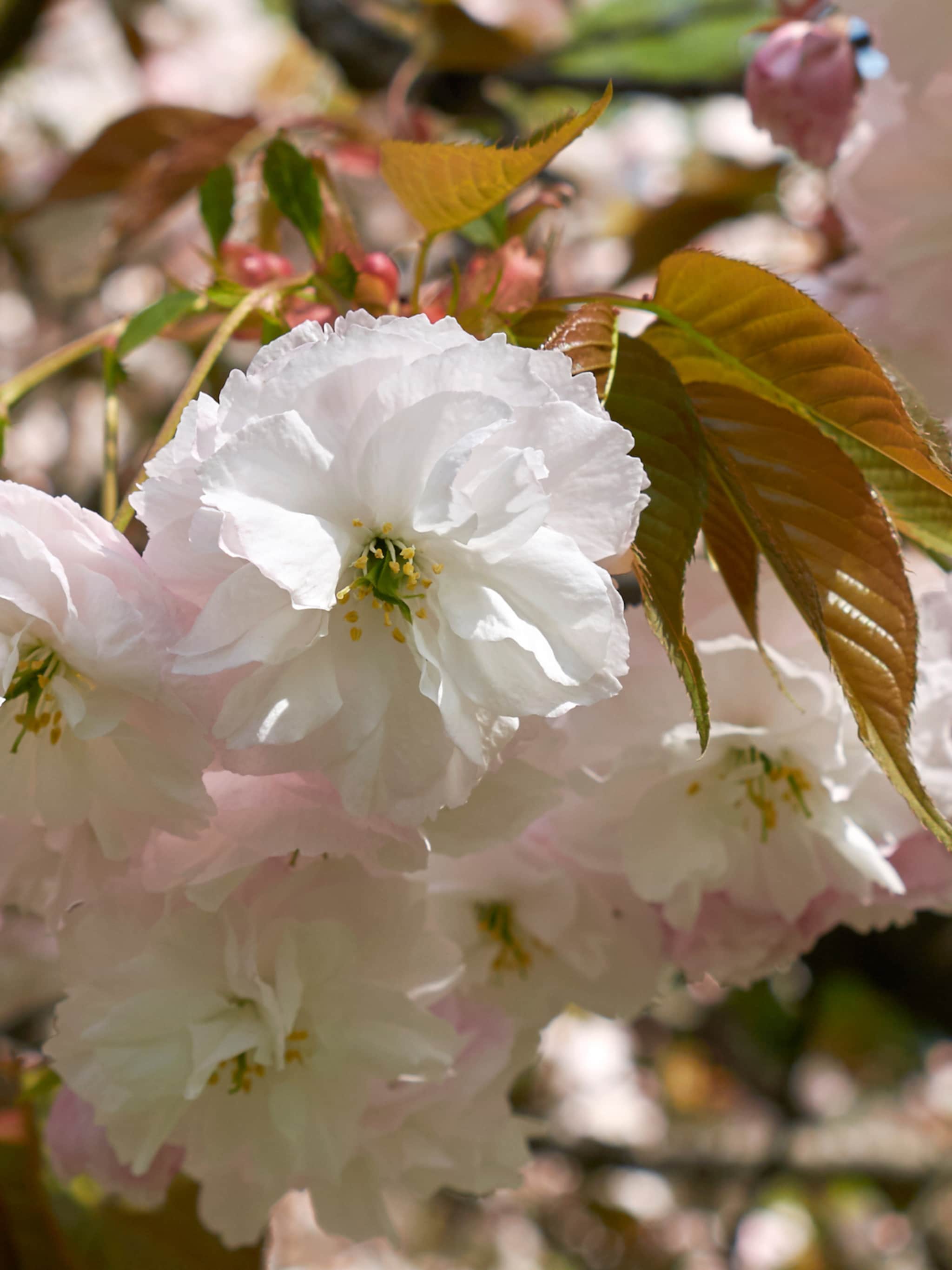 japanse sierkers planten in de tuin