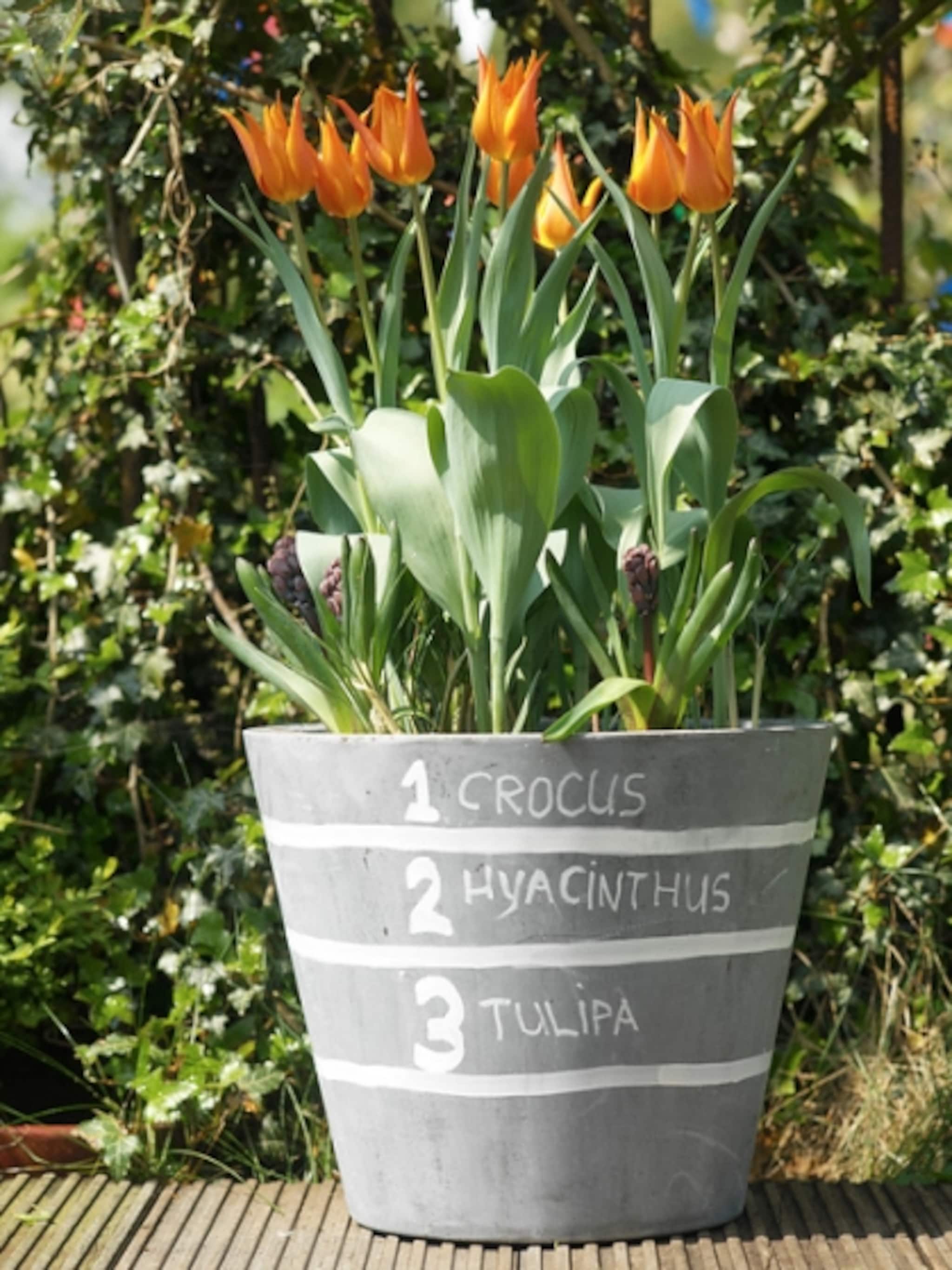bloembollen in pot