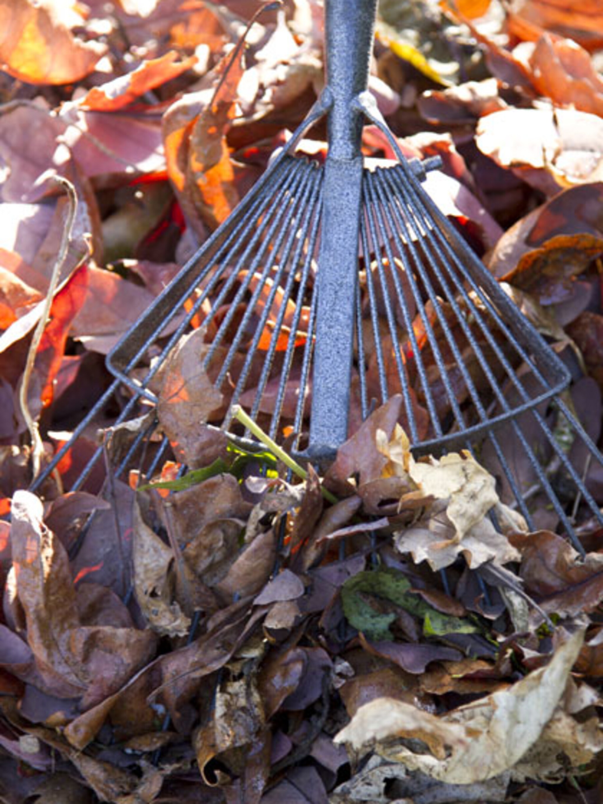 gazon verzorgen in de herfst