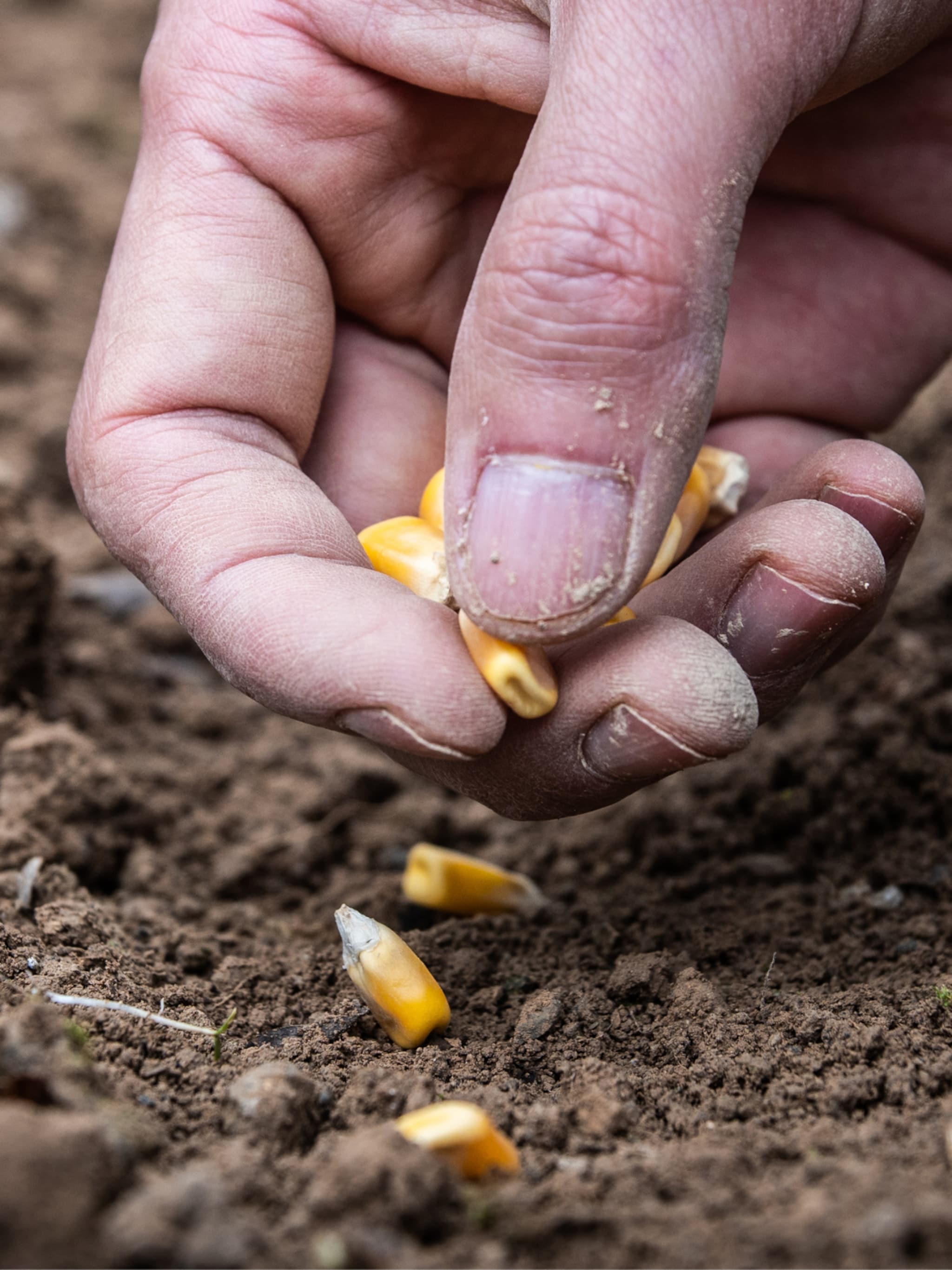 mais zaaien en kweken in de moestuin