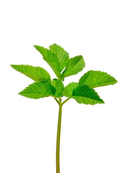 beeld vtwonen Ground elder (Aegopodium podagraria)
