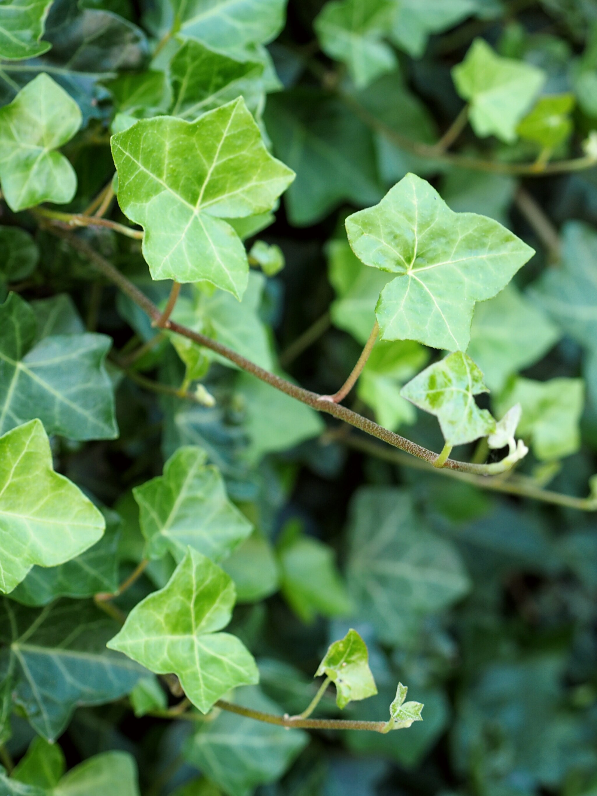 hoe en wanneer klimop planten