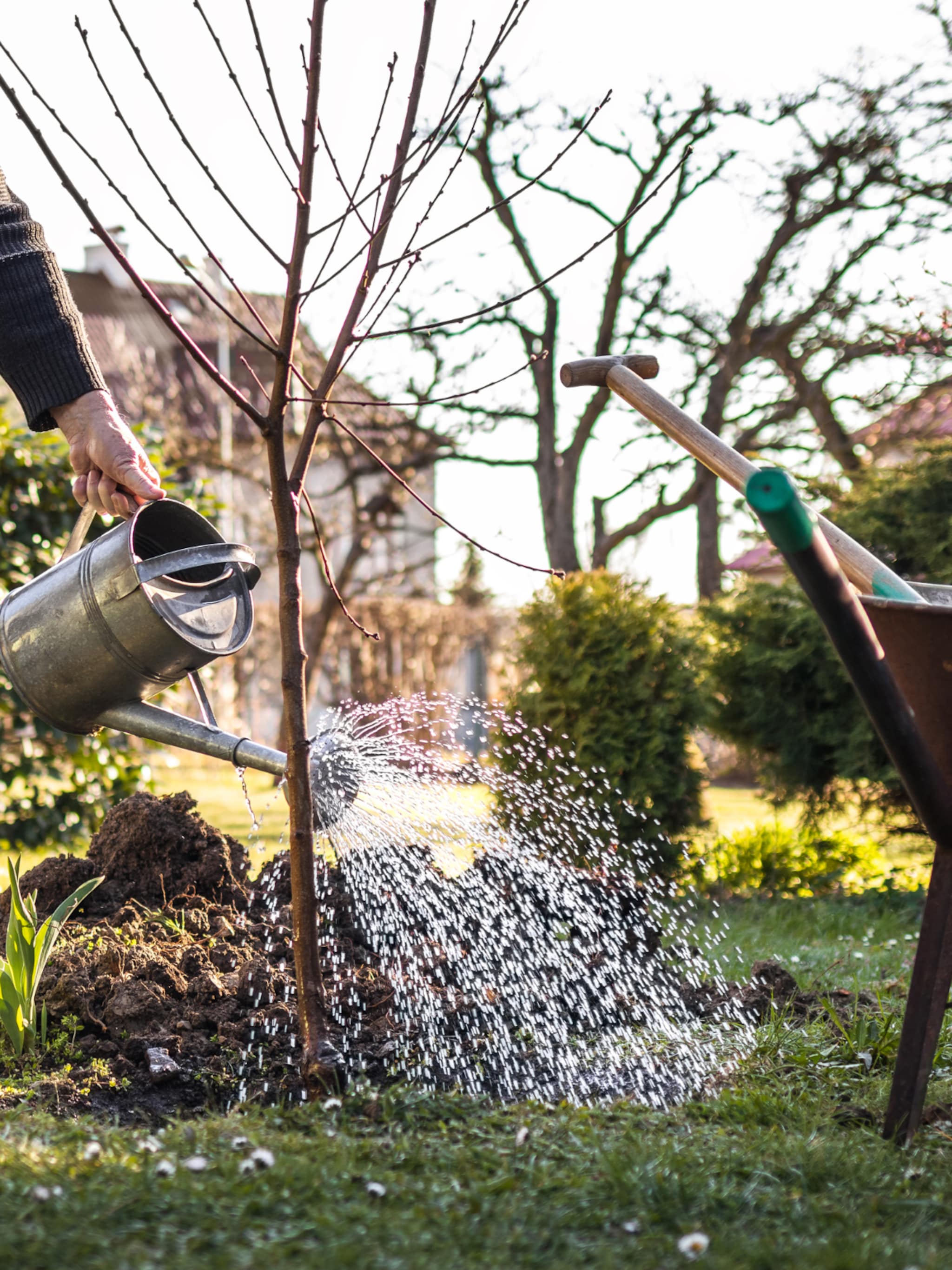 tips voor het kiezen van een fruitboom en planten