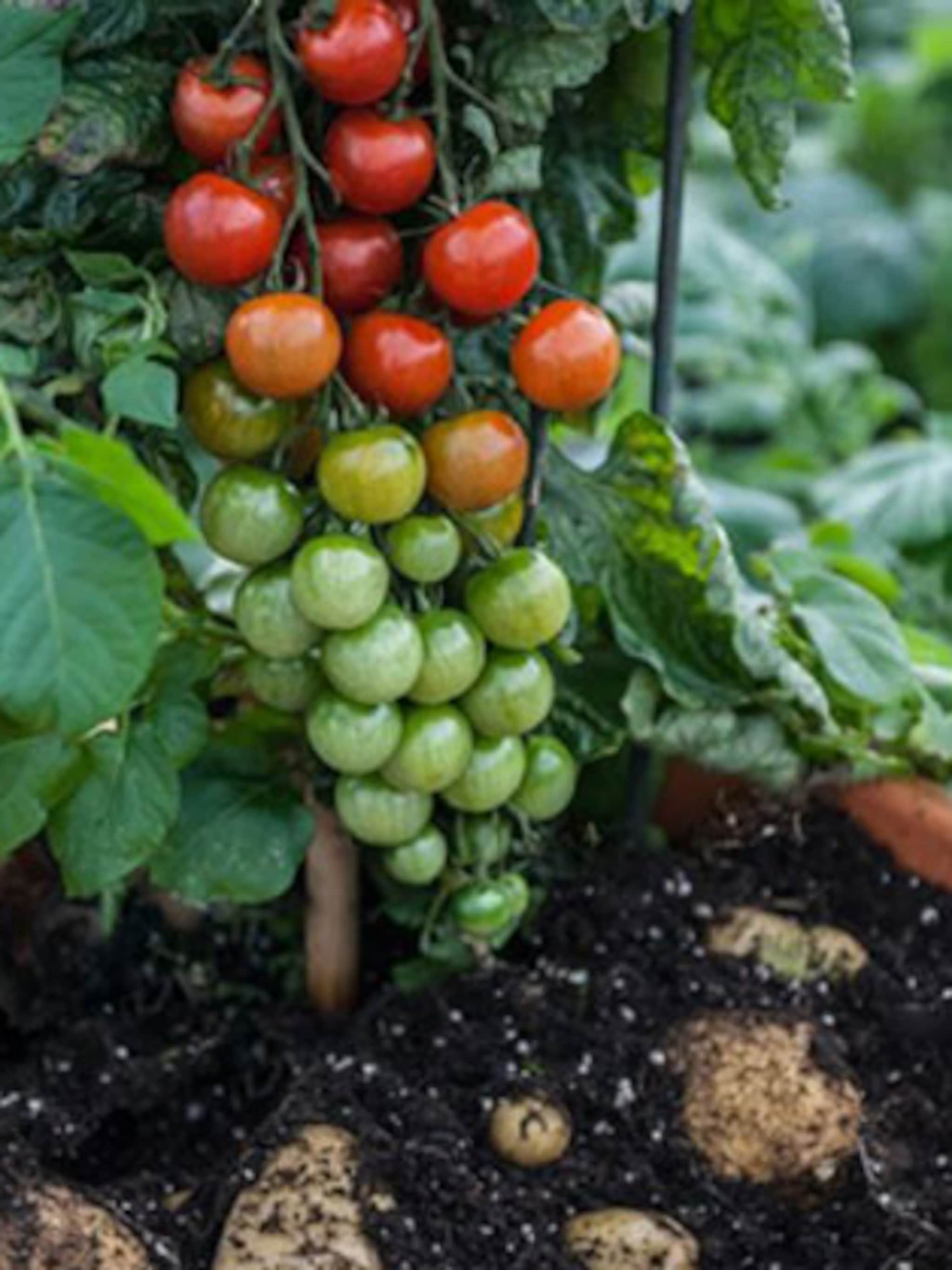 tomtato kweken