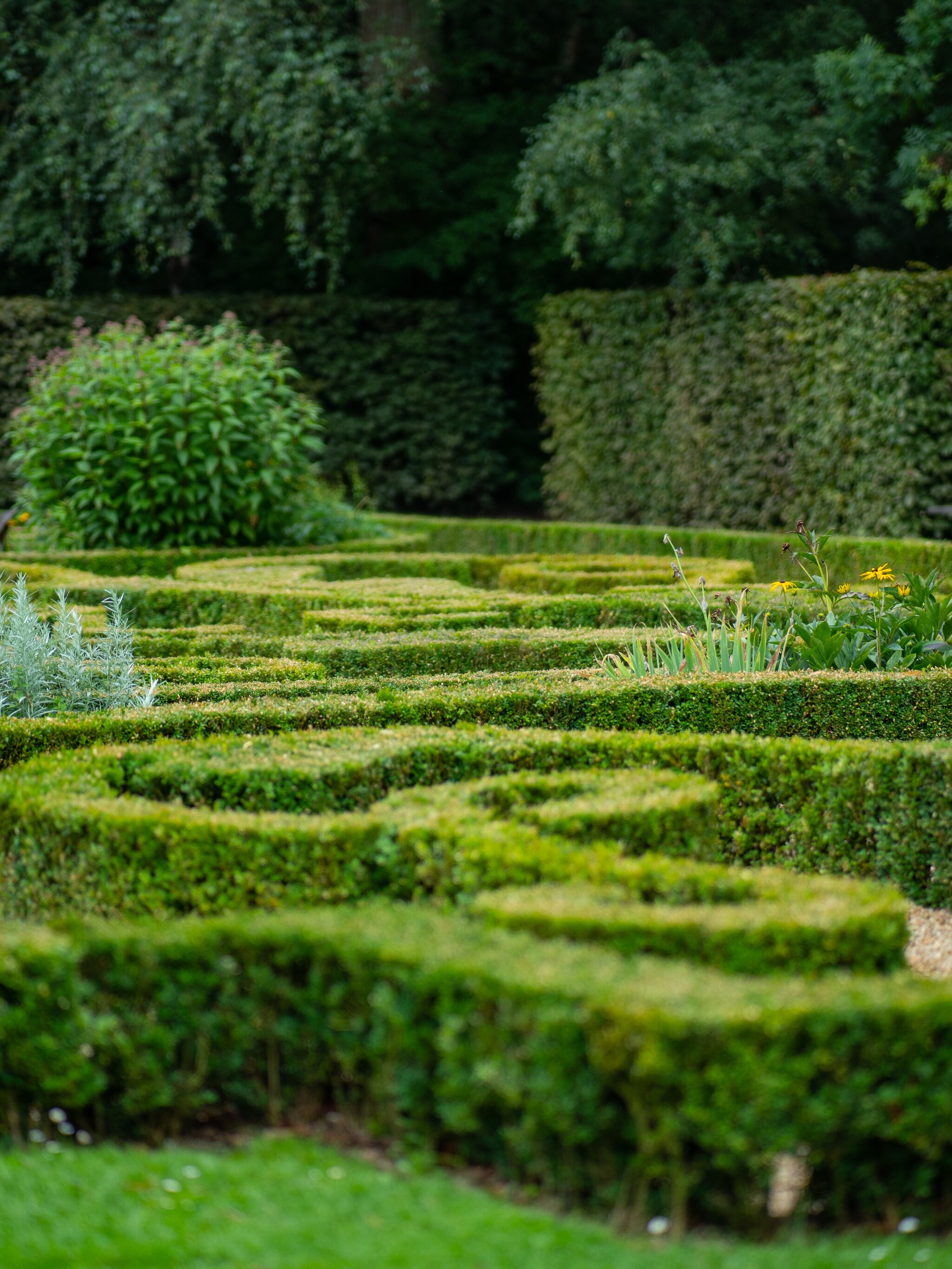 buxus planten