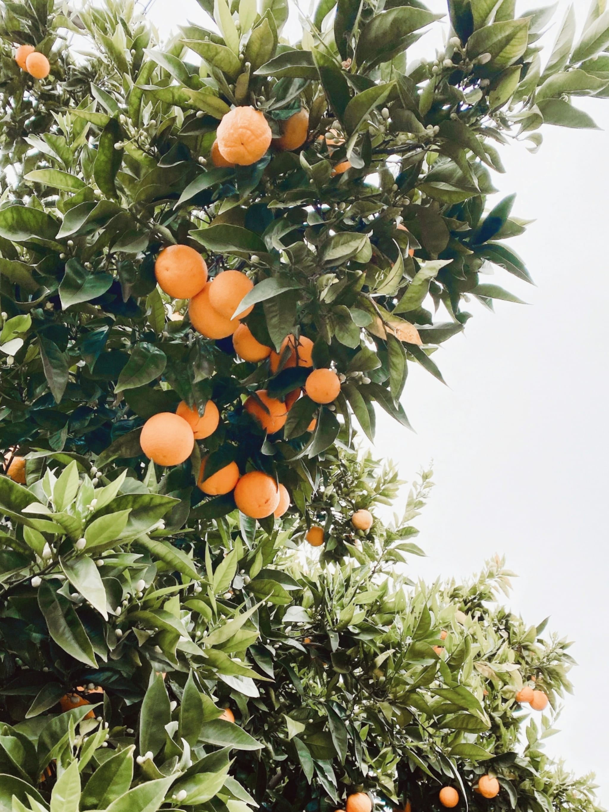 zo verzorg je citrusplanten en krijg je met een beetje geluk zelfs vruchten