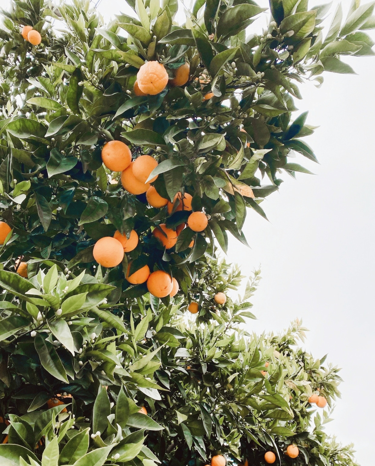 Zo verzorg je citrusplanten en krijg je (met een beetje geluk) zelfs vruchten Unsplash