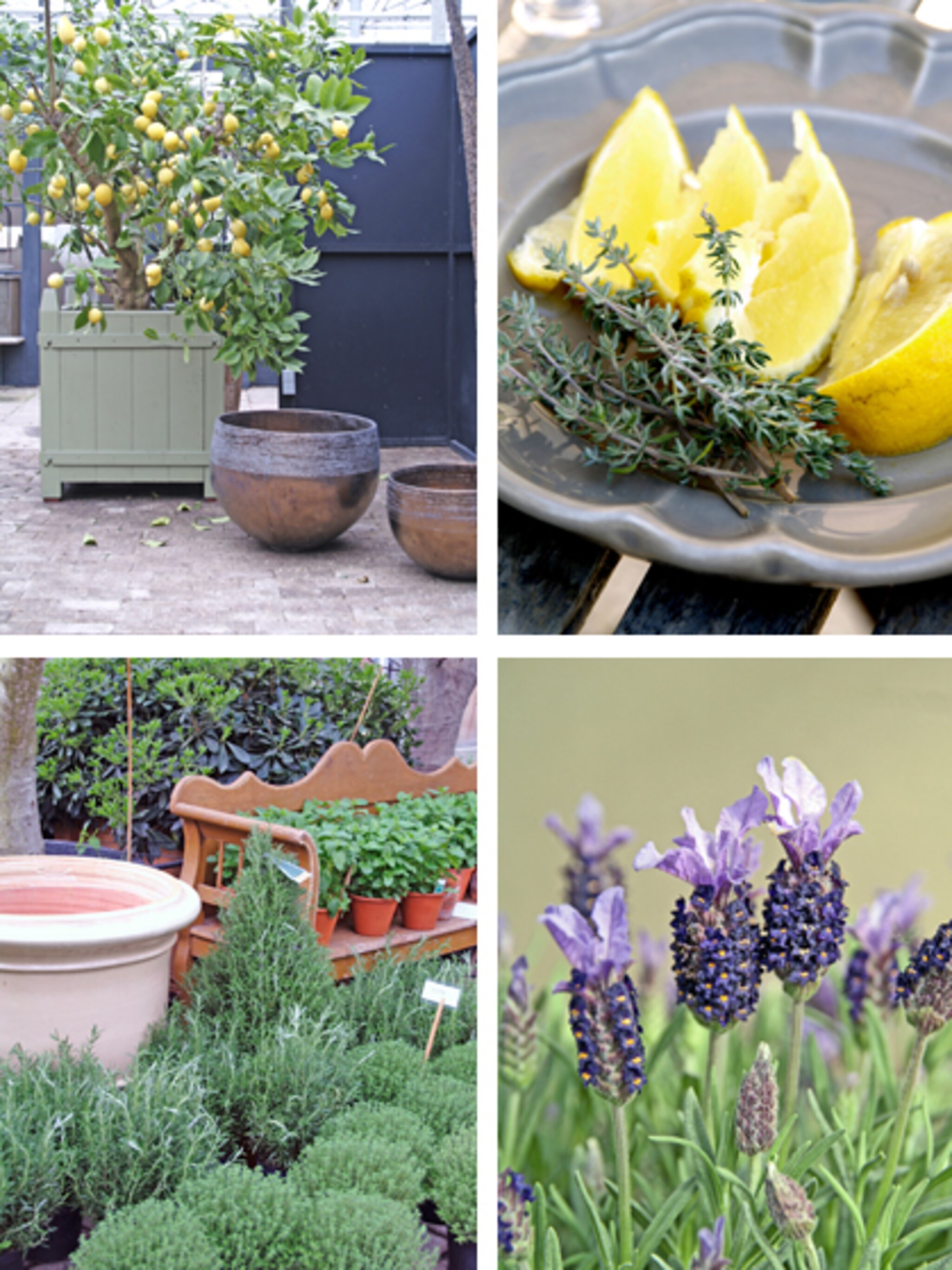 mediterrane planten