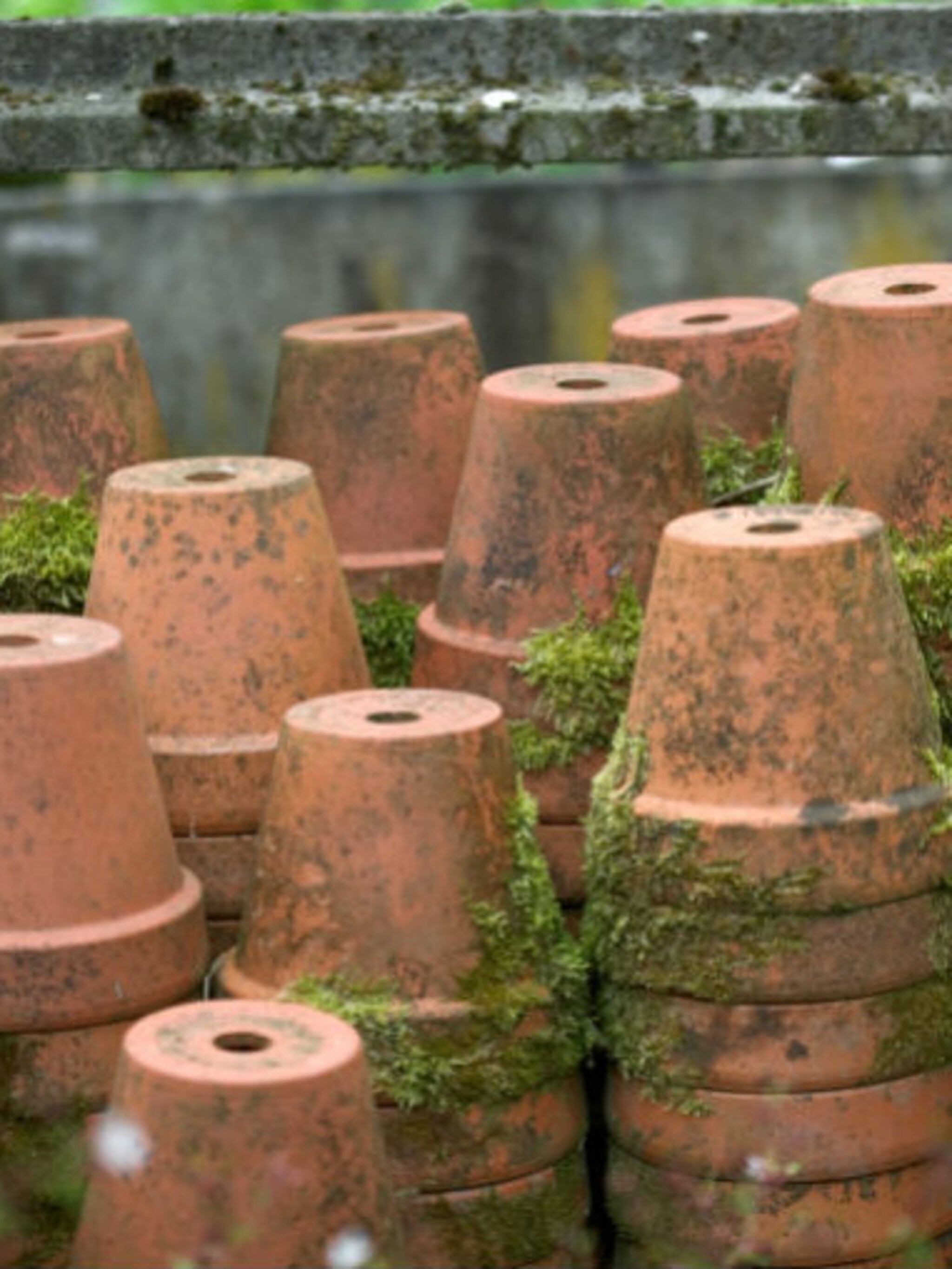 herfsttuin opruimen