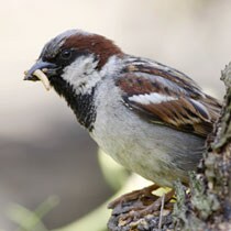 Huismus