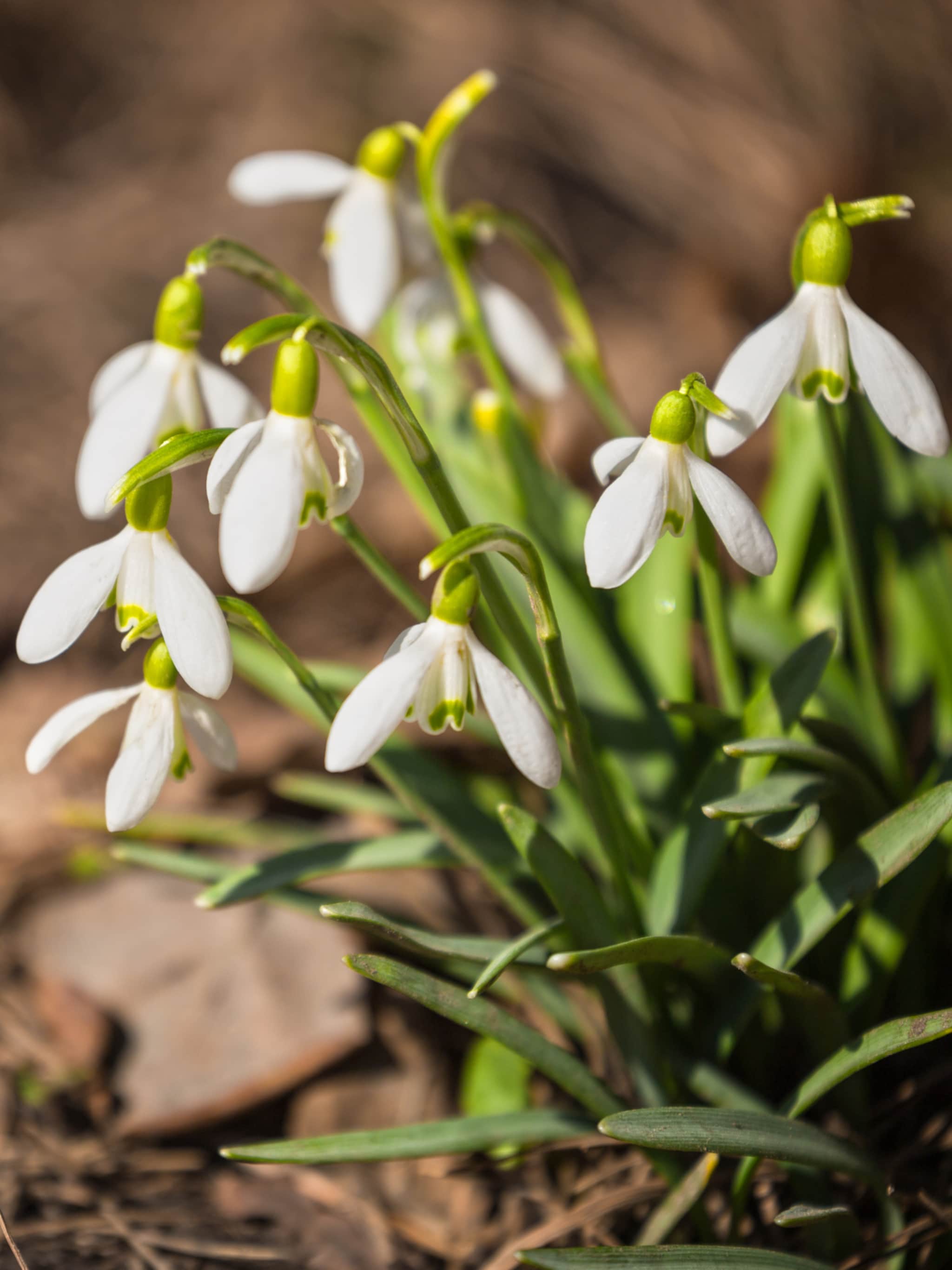 sneeuwklokjes planten en verplaatsen in de tuin