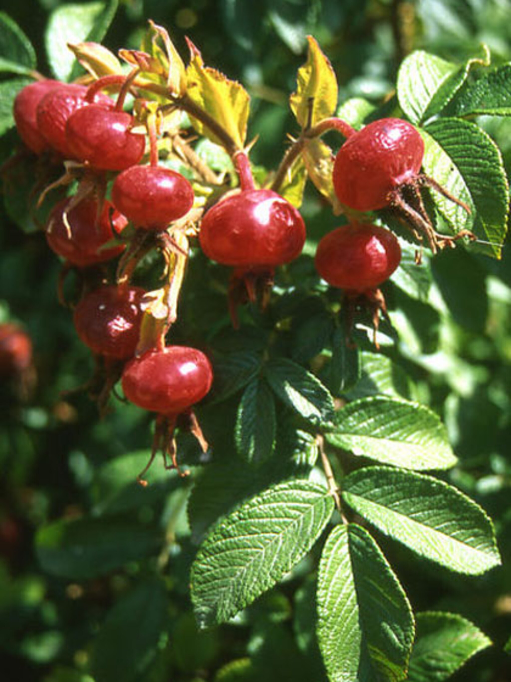 wilde rozen