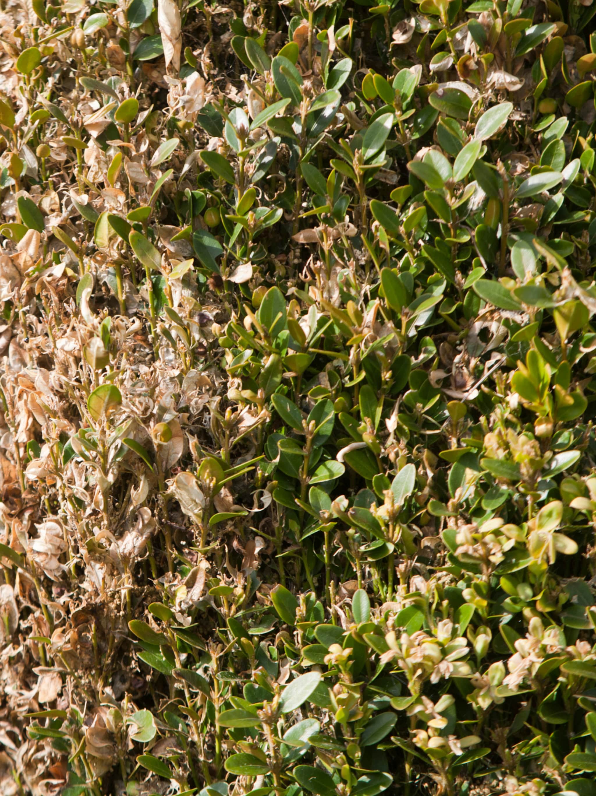 buxus ziekte herkennen bestrijden of nog beter vermijden