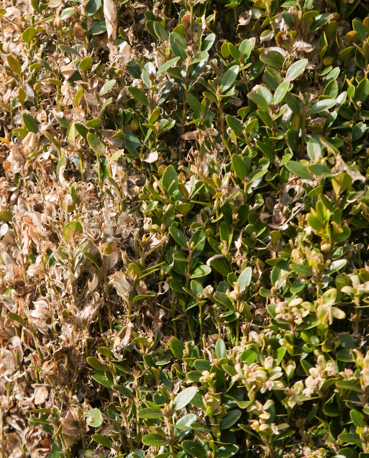buxus met buxusschimmel Canva