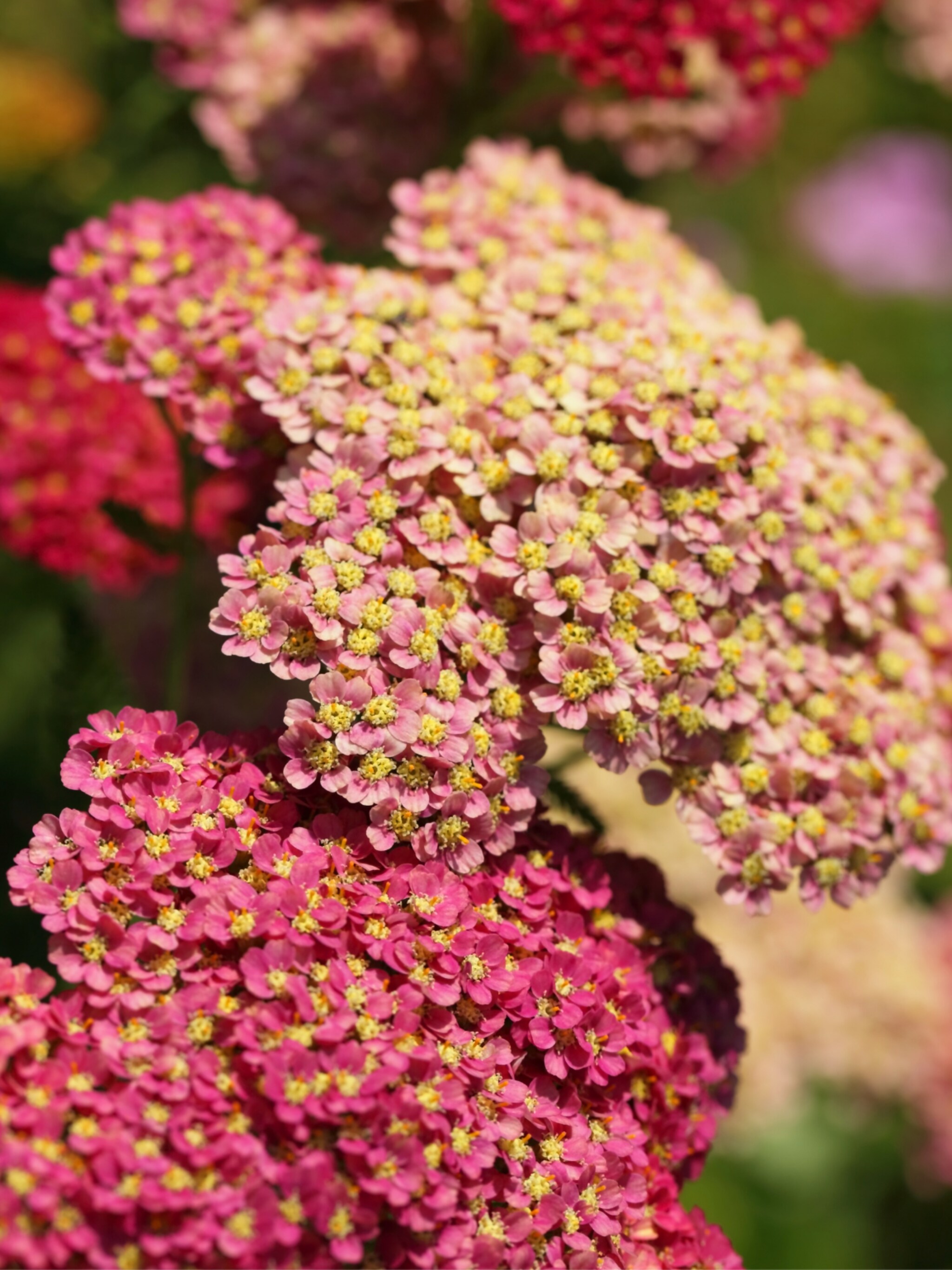 100 anti knaagplanten planten waar konijnen niet van houden