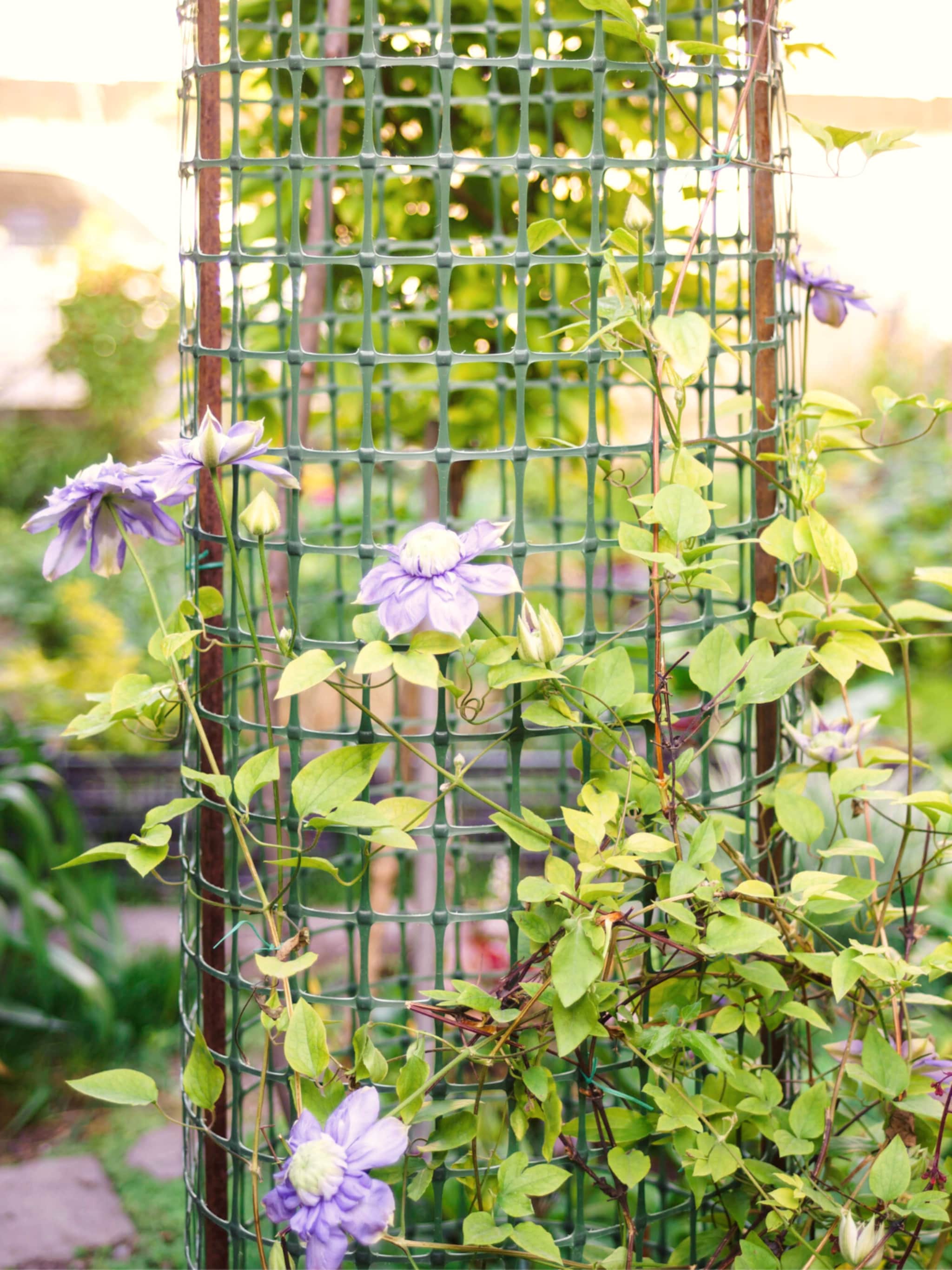 waar wanneer en hoe clematis planten