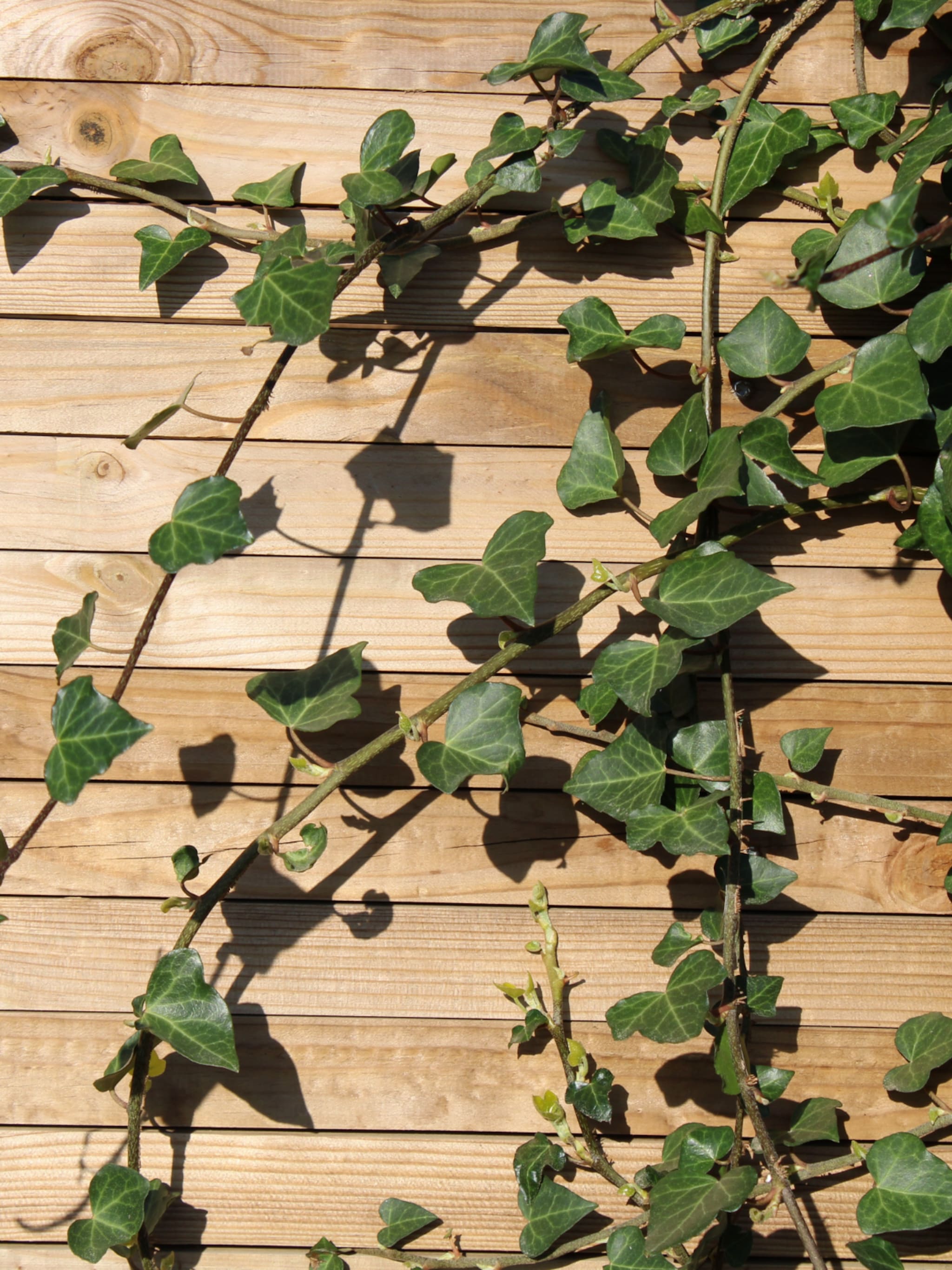 de verticale tuin welke klimplanten zijn geschikt voor een schutting