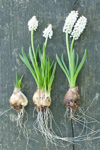 Verwilderingsbollen Muscari Verwilderingsbollen Muscari