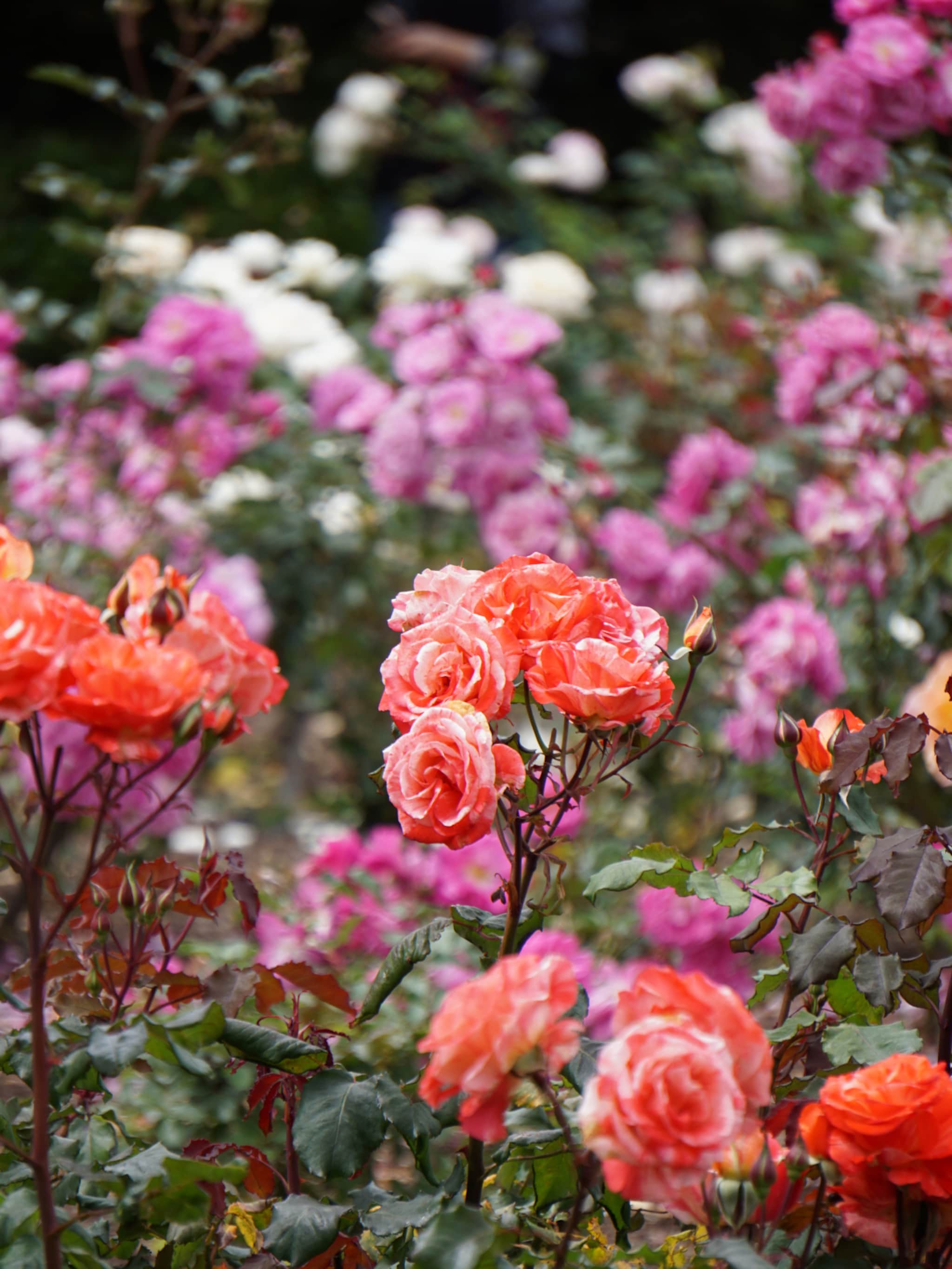 wat voor verschillende soorten rozen zijn er