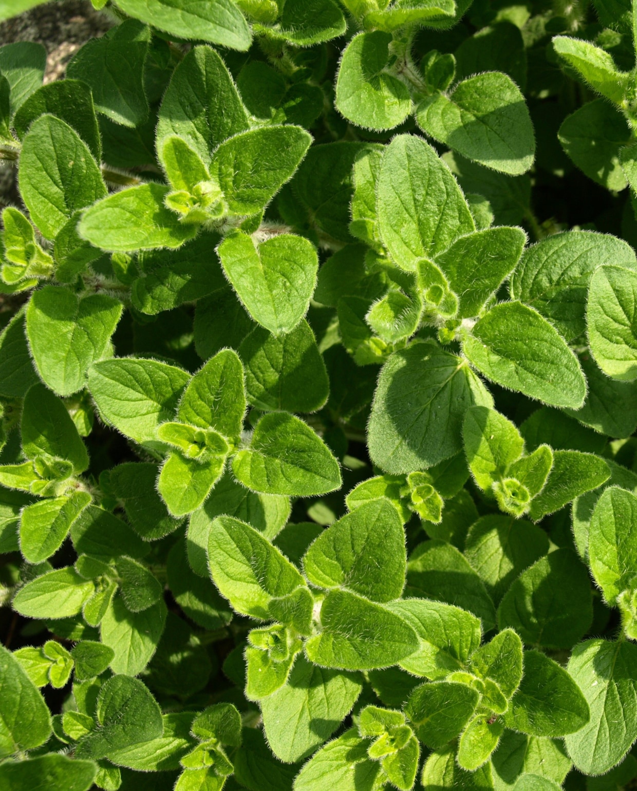 Oregano Canva